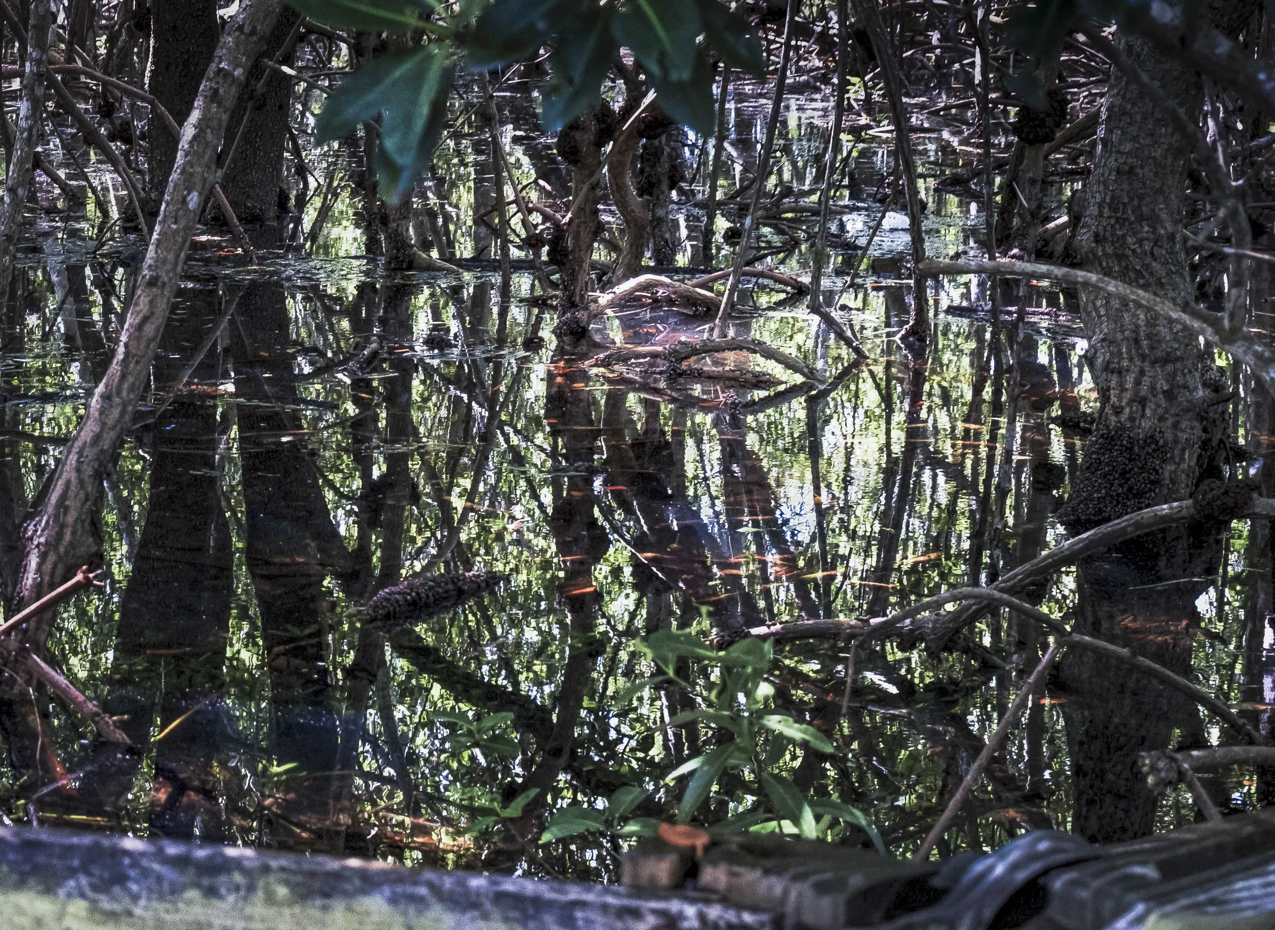 King Tide Flooding, Reflection, Mangrove Trees, Water Impressionist Style, Miami, 2024. Rana A Fine.