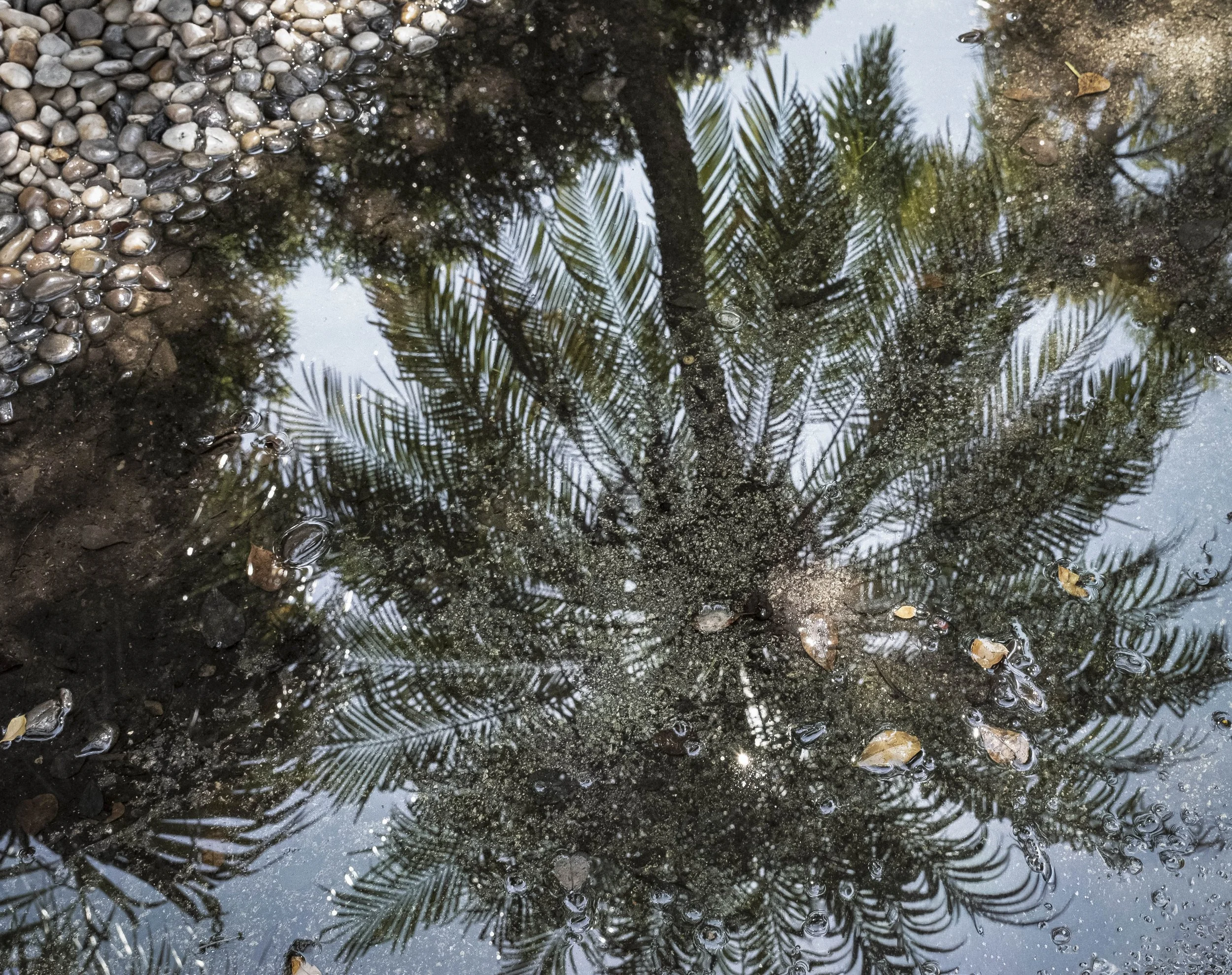King Tide Flooding Covers Street, Reflection, Palm Tree, Miami, 2024. Rana A Fine.