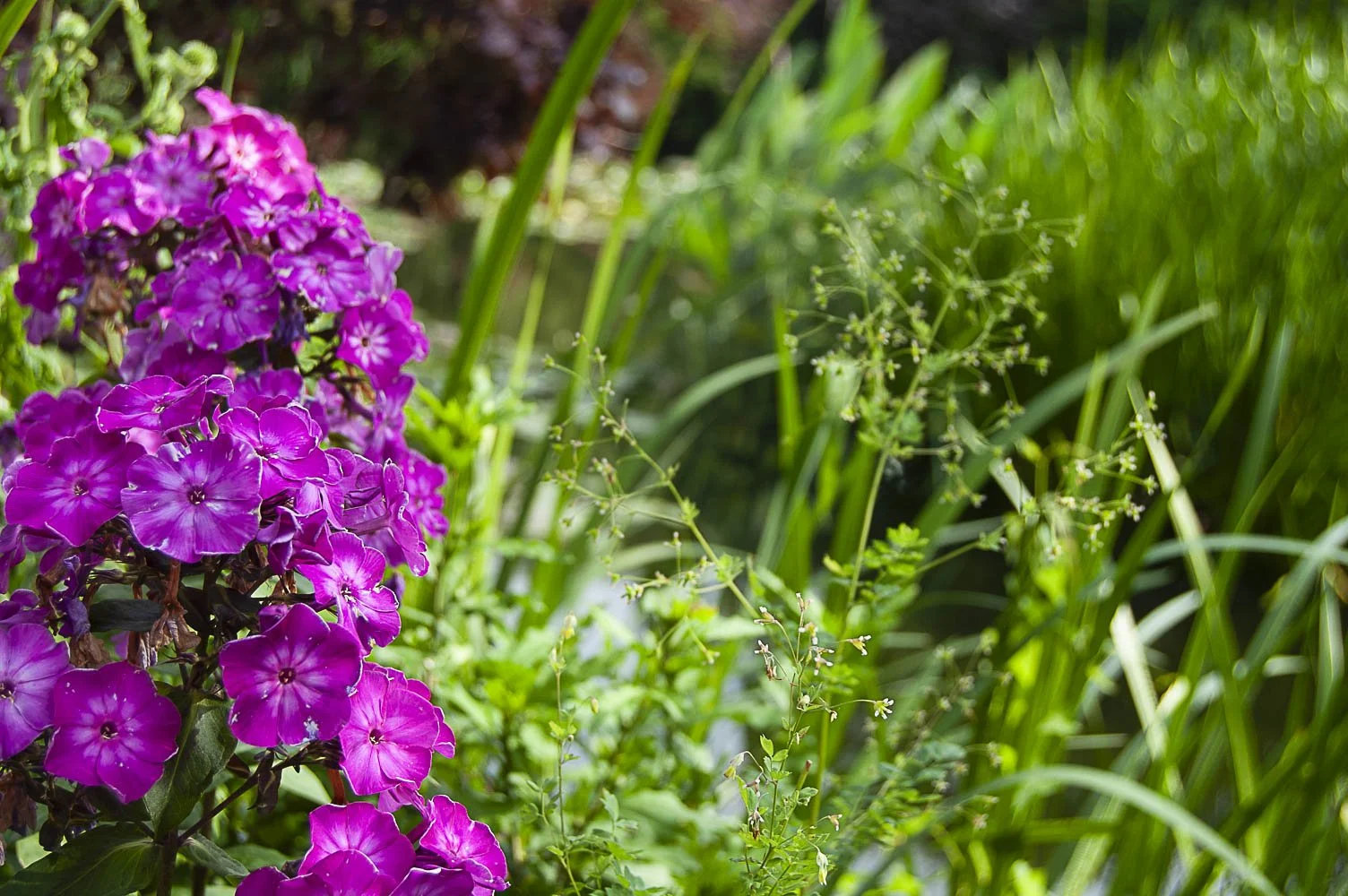 Painterly Flowers & Glorious Foods