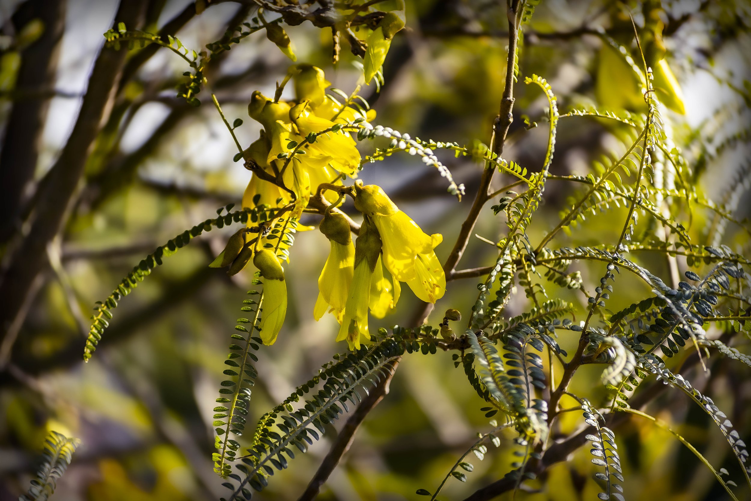 DSC_5041.jpg