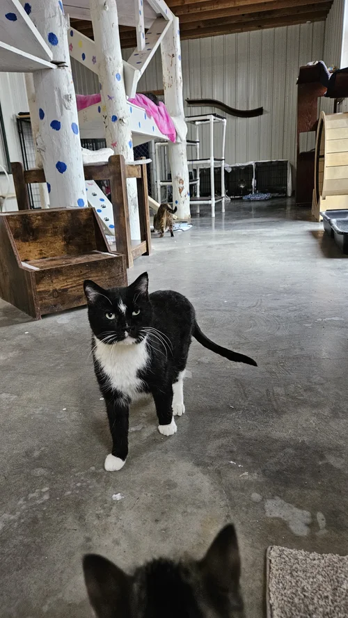 Domino