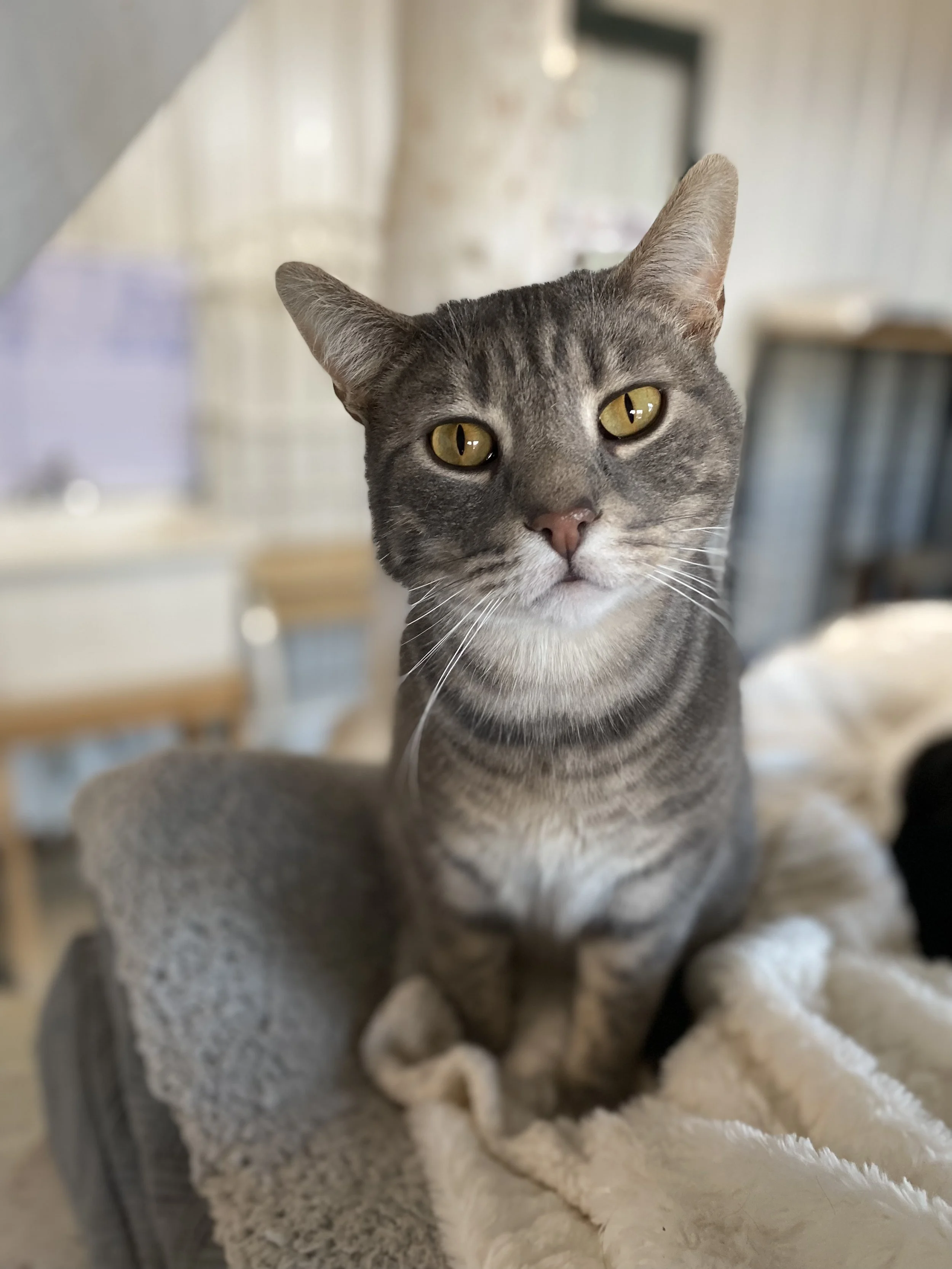 Gray tabby cat lying on its back on a textured surface, looking at the camera with yellow eyes.