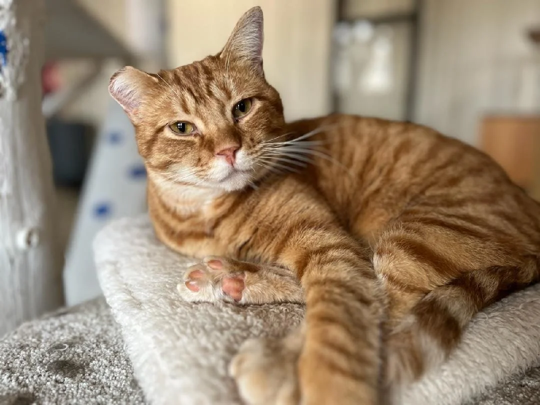 Orange tabby cat lying inside a metal cage with a gray tray and dark blanket.