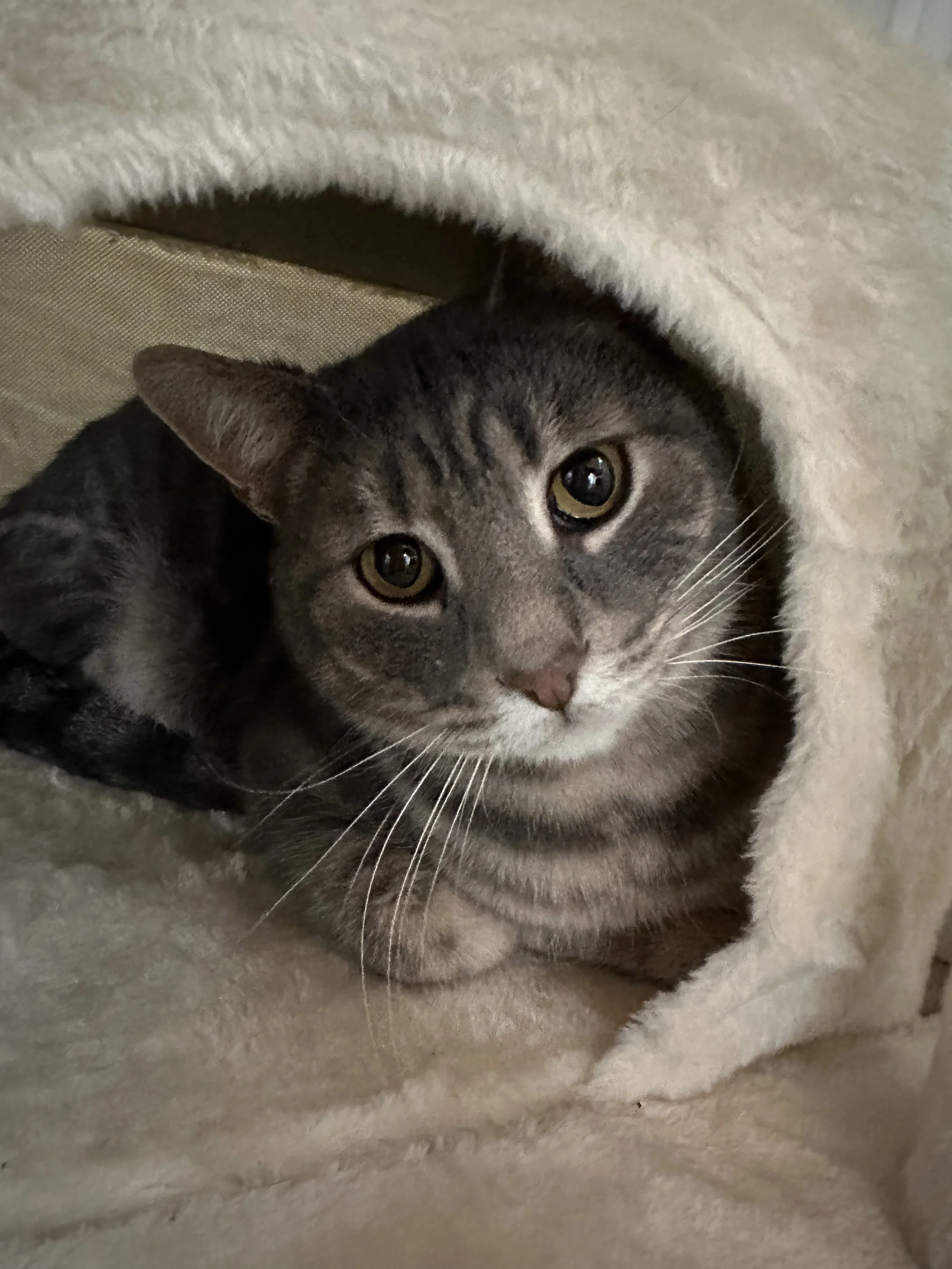 Gray tabby cat lying on its back on a textured surface, looking at the camera with yellow eyes.