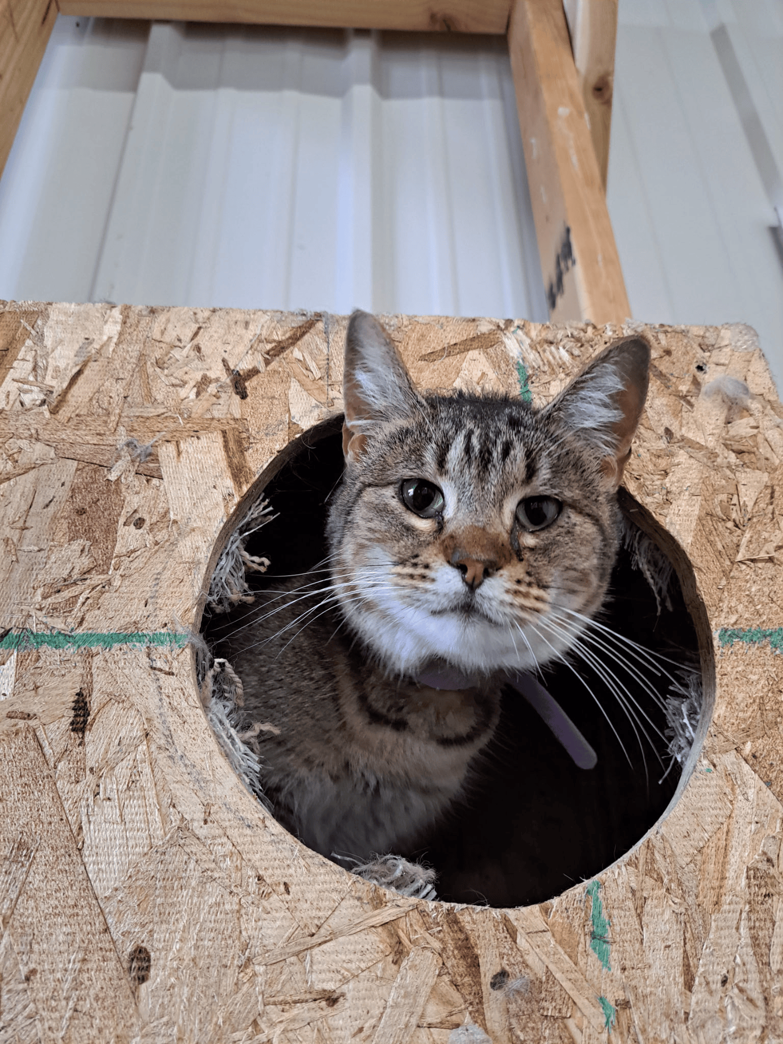 Close-up of a resting tabby cat lying on a carpeted surface, with one eye partially open and an overall relaxed expression.