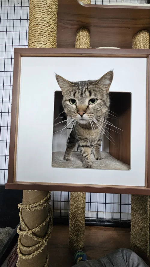 Tabby