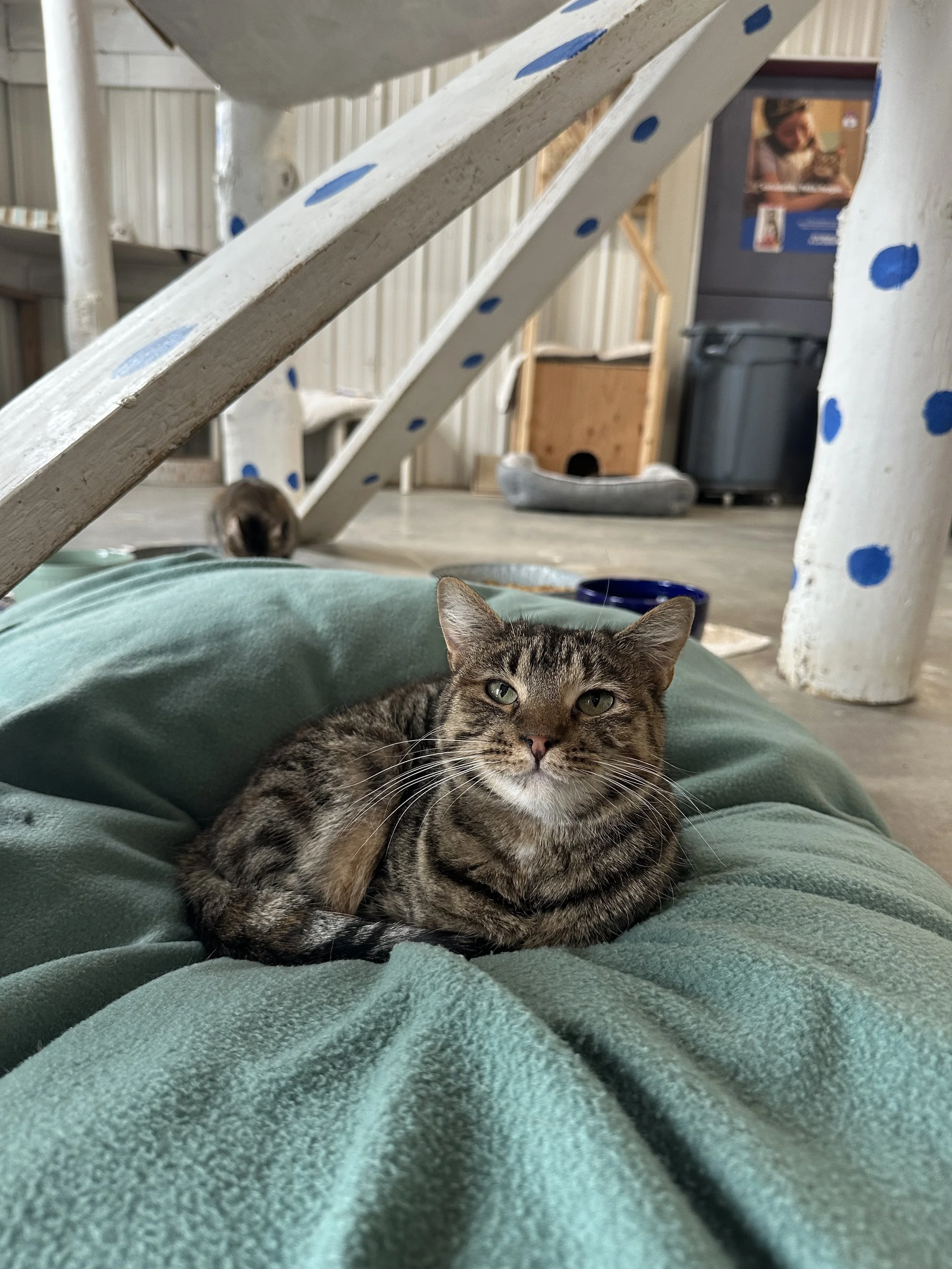 A tabby cat with blue eyes peeking through green houseplants.