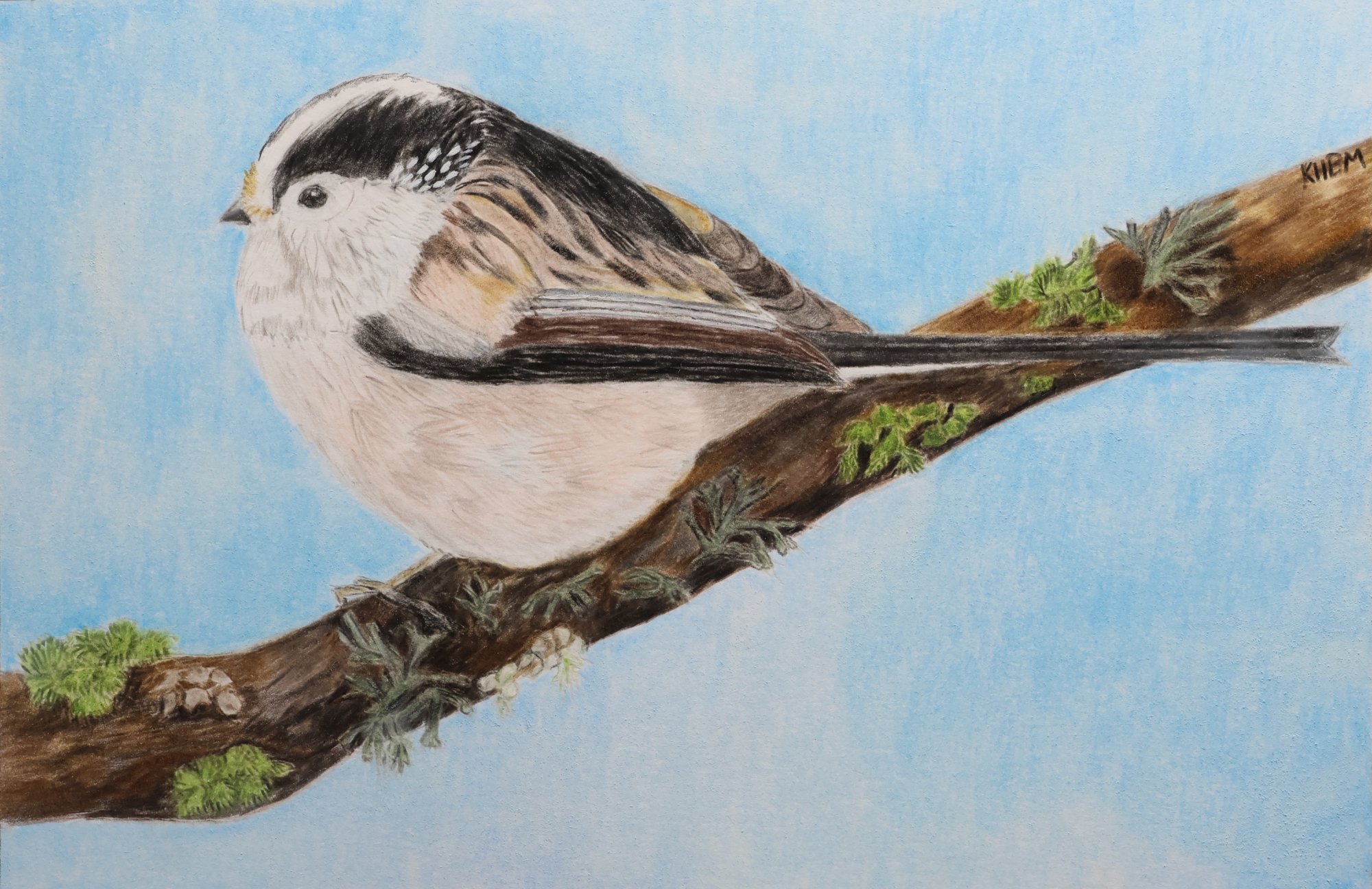 Long-tailed tit perched on a branch. Coloured pencils and pastel.