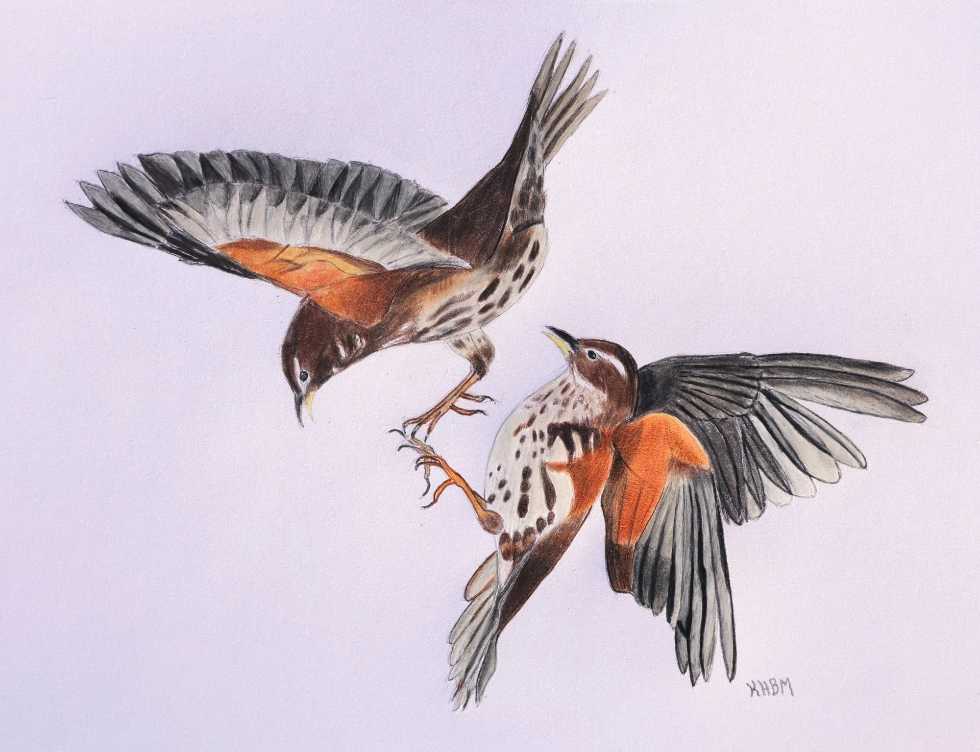Fighting Redwings (coloured pencil)