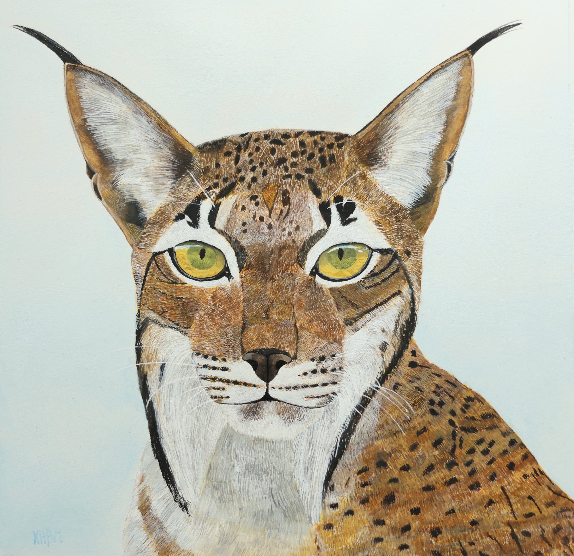 Lince iberico (watercolour and gouache).