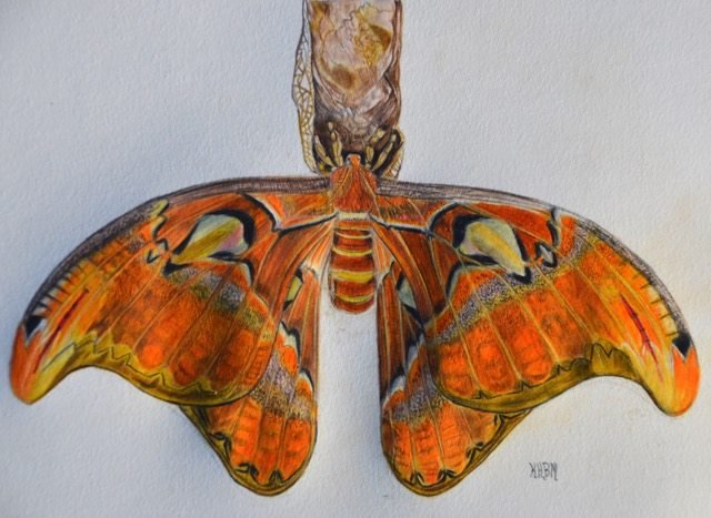 Giant Atlas Moth. Coloured pencil.