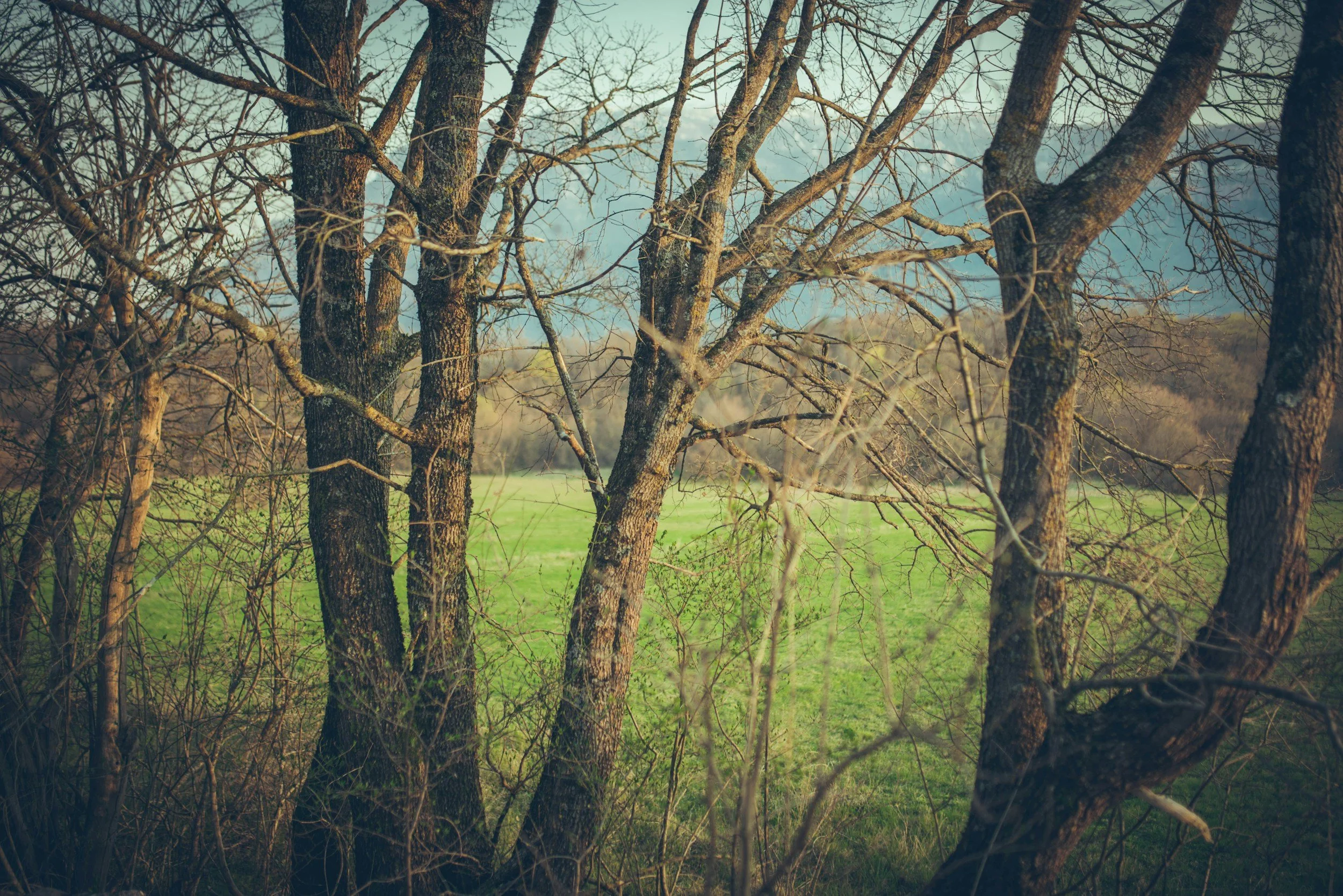 A view of several leafless trees in the foreground with a lush green field and distant hills under a cloudy sky in the background.