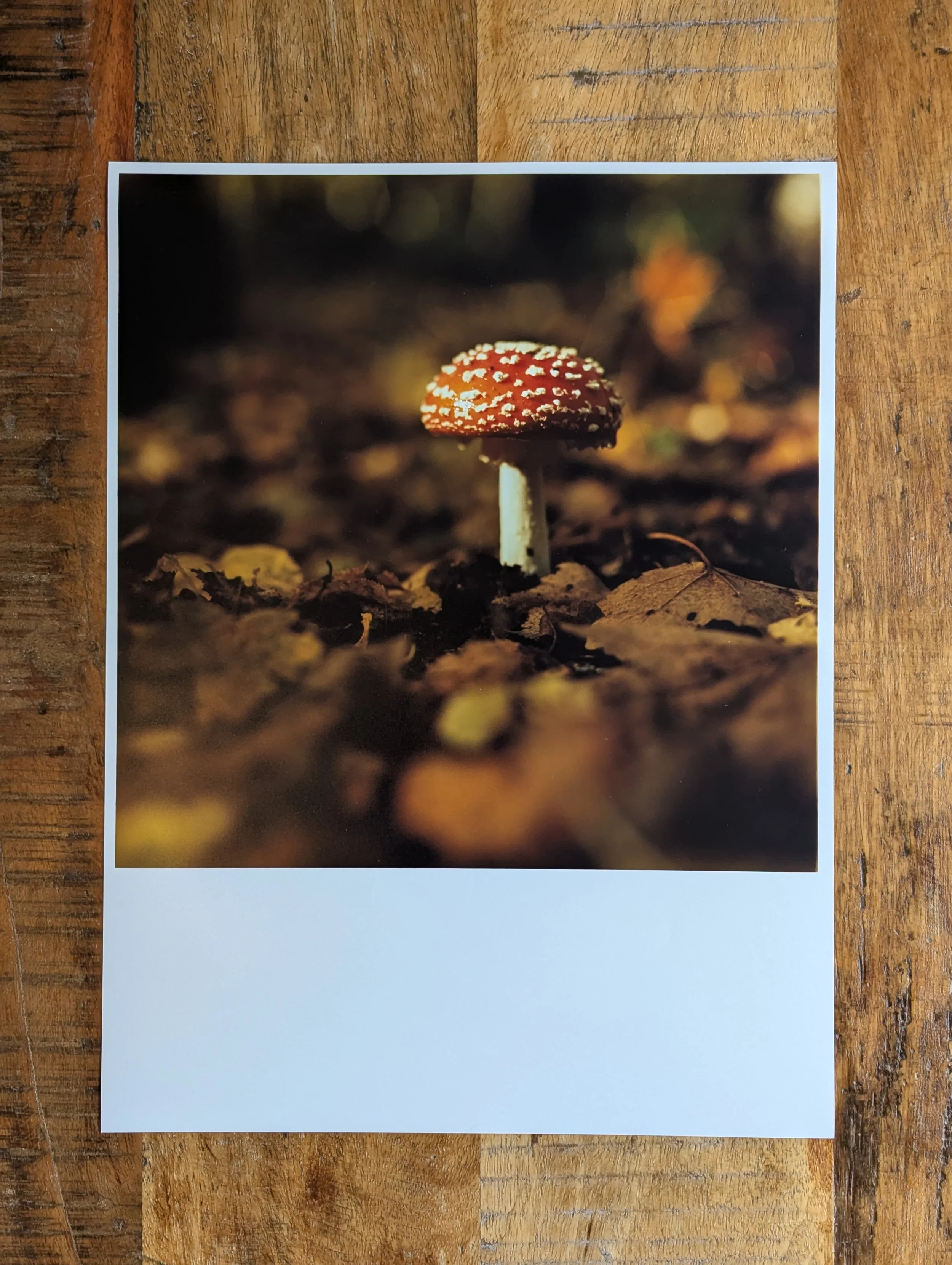 Fly agaric