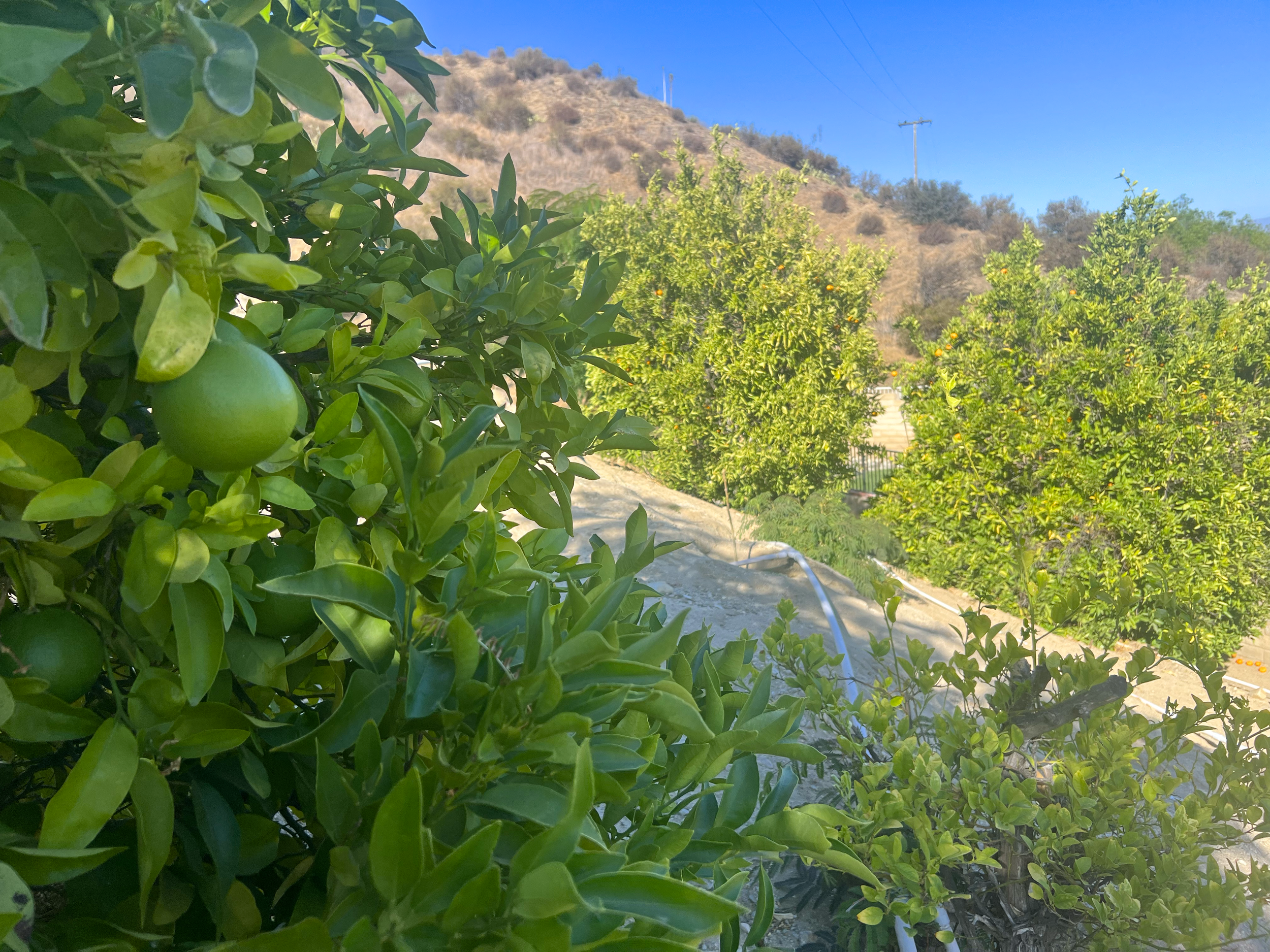 home for sale in Castaic California, Los Angeles County with five fully grown fruit trees.