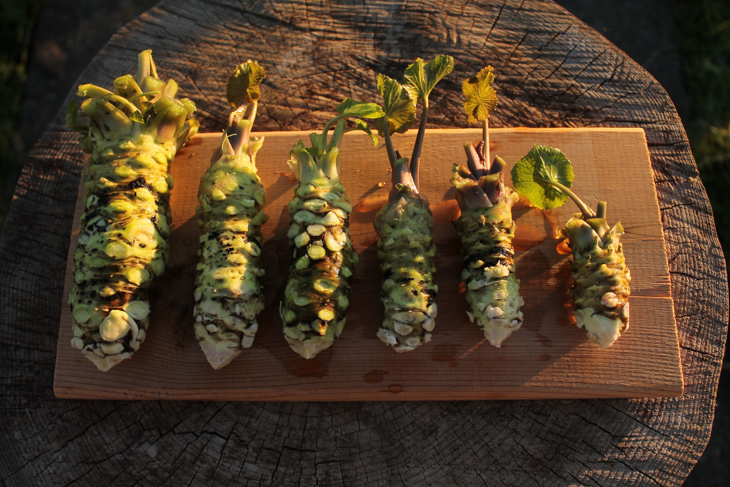 Large Rhizomes - 200g