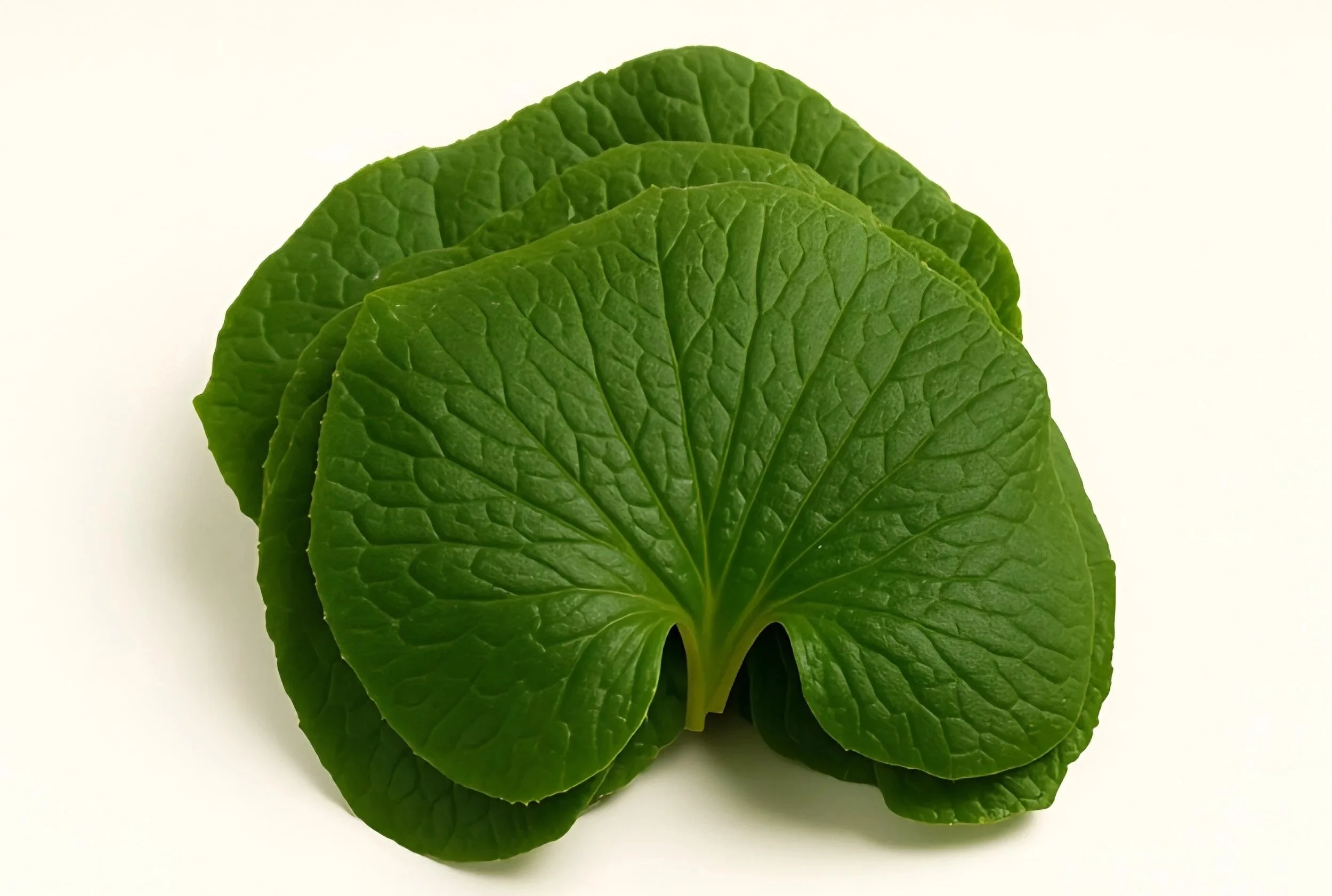 Wasabi Leaves (free shipping)