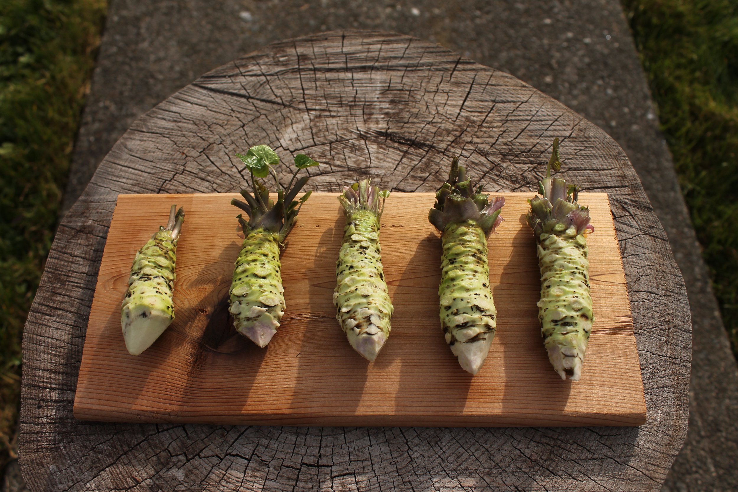 Small/Cut Rhizomes - 40g