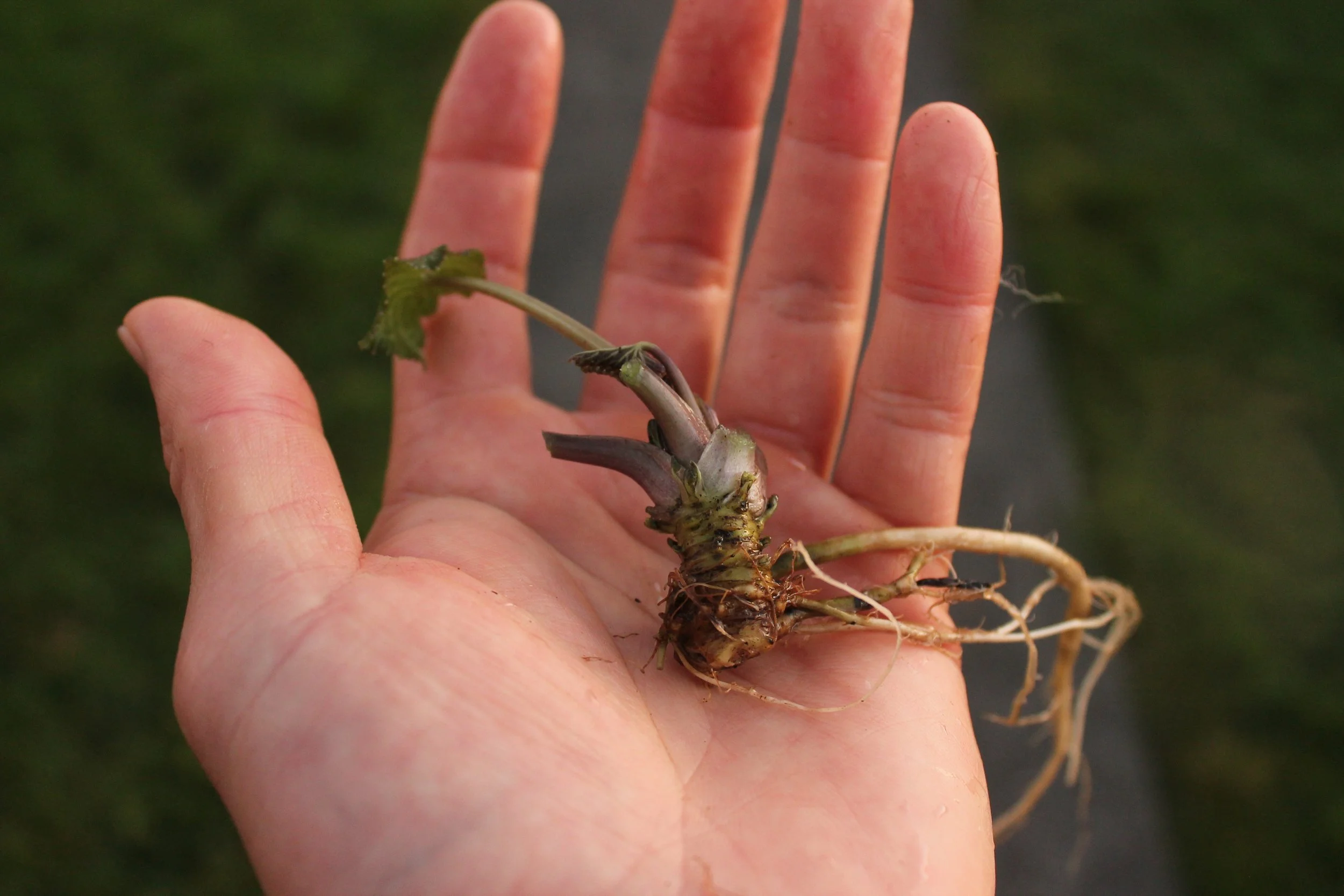 Rooted Wasabi Plant Starts (Offshoots)