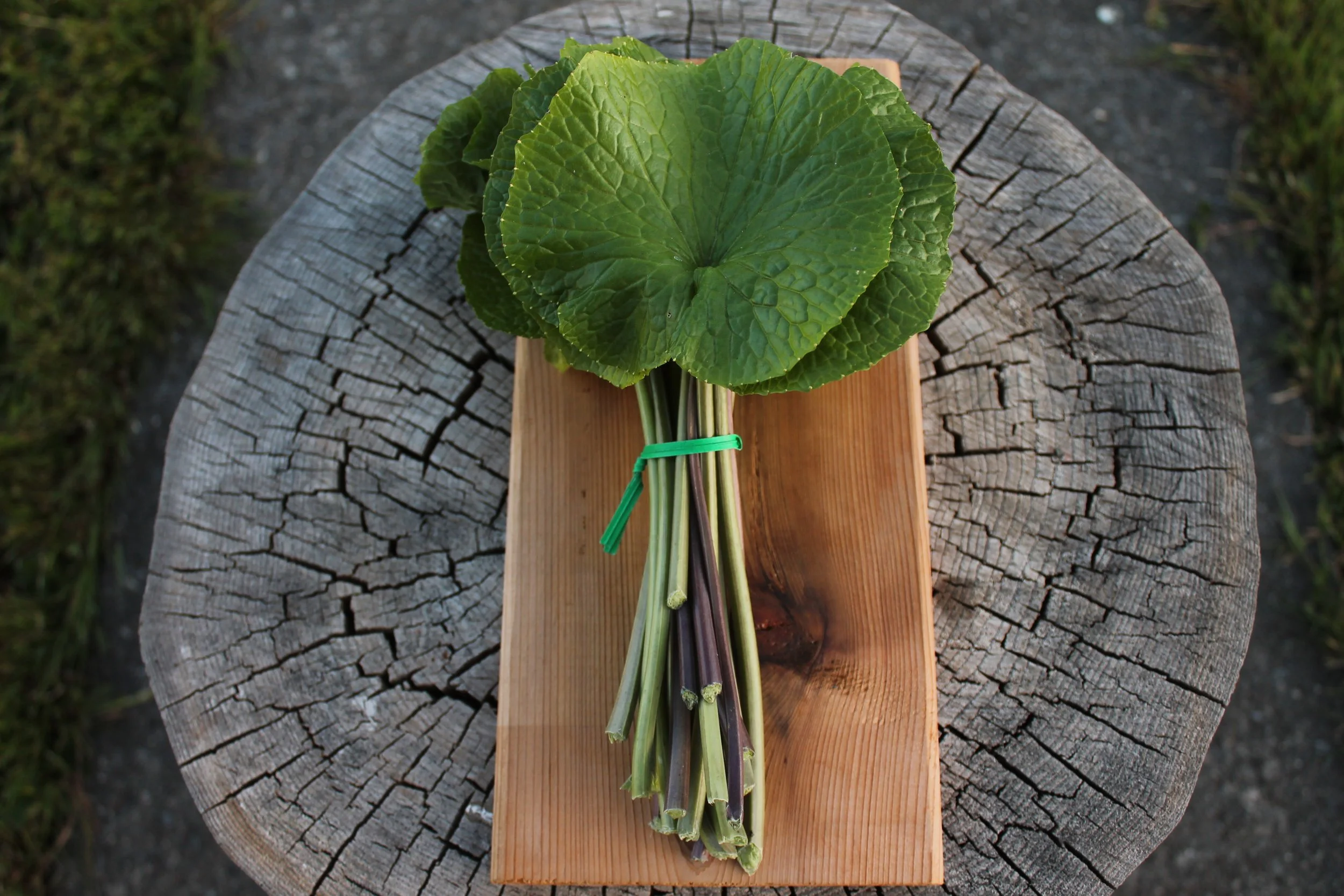 Fresh Wasabi Leaves with Petioles  / Stems (Half Pound)