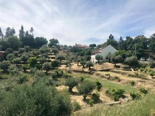 View of Relaxscape and Olive Grove