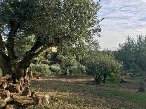 Olive trees at Relaxscape
