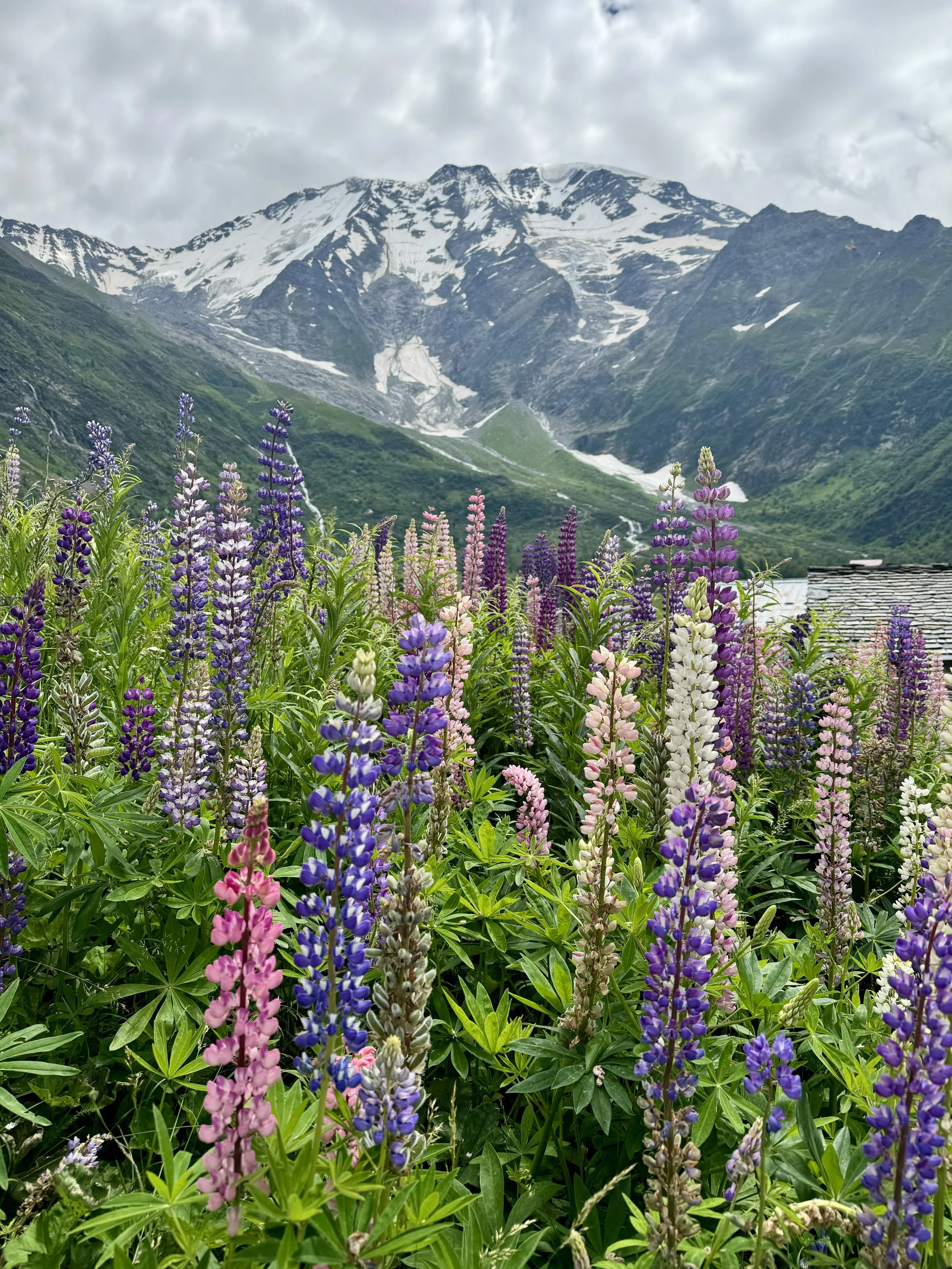 Colorful lupine flowers in front of snow-capped mountains and cloudy sky in a picturesque landscape