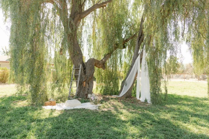 whispering willow 1.jpg