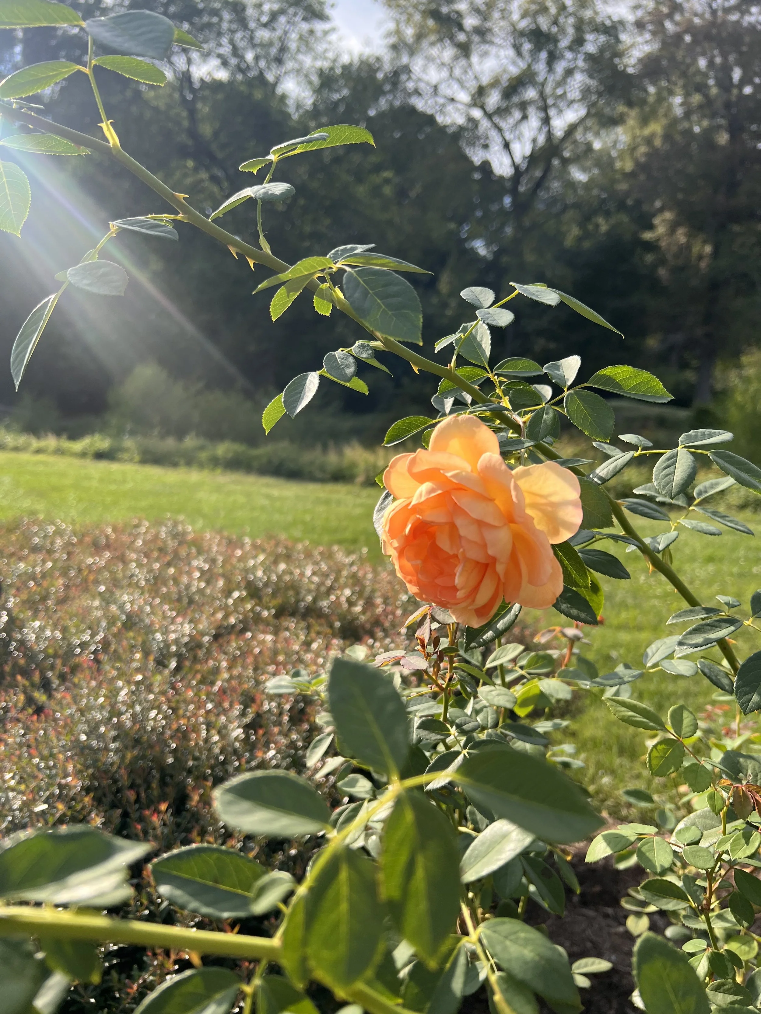 IMG_4875.jpeg