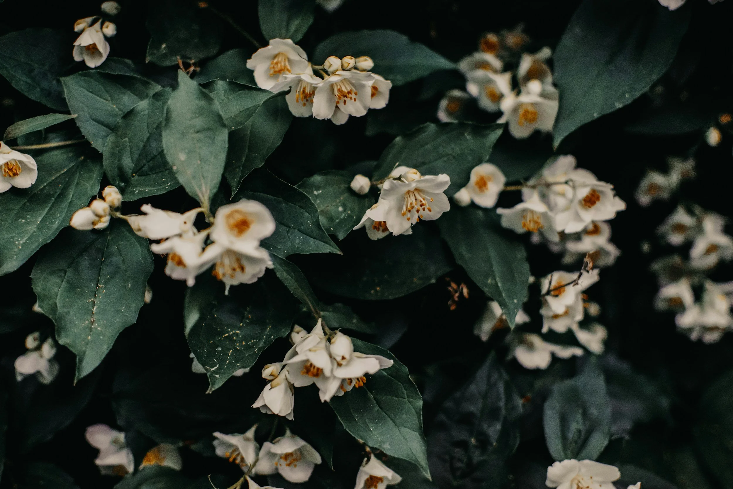 White flowers with yellow centers and green leaves.