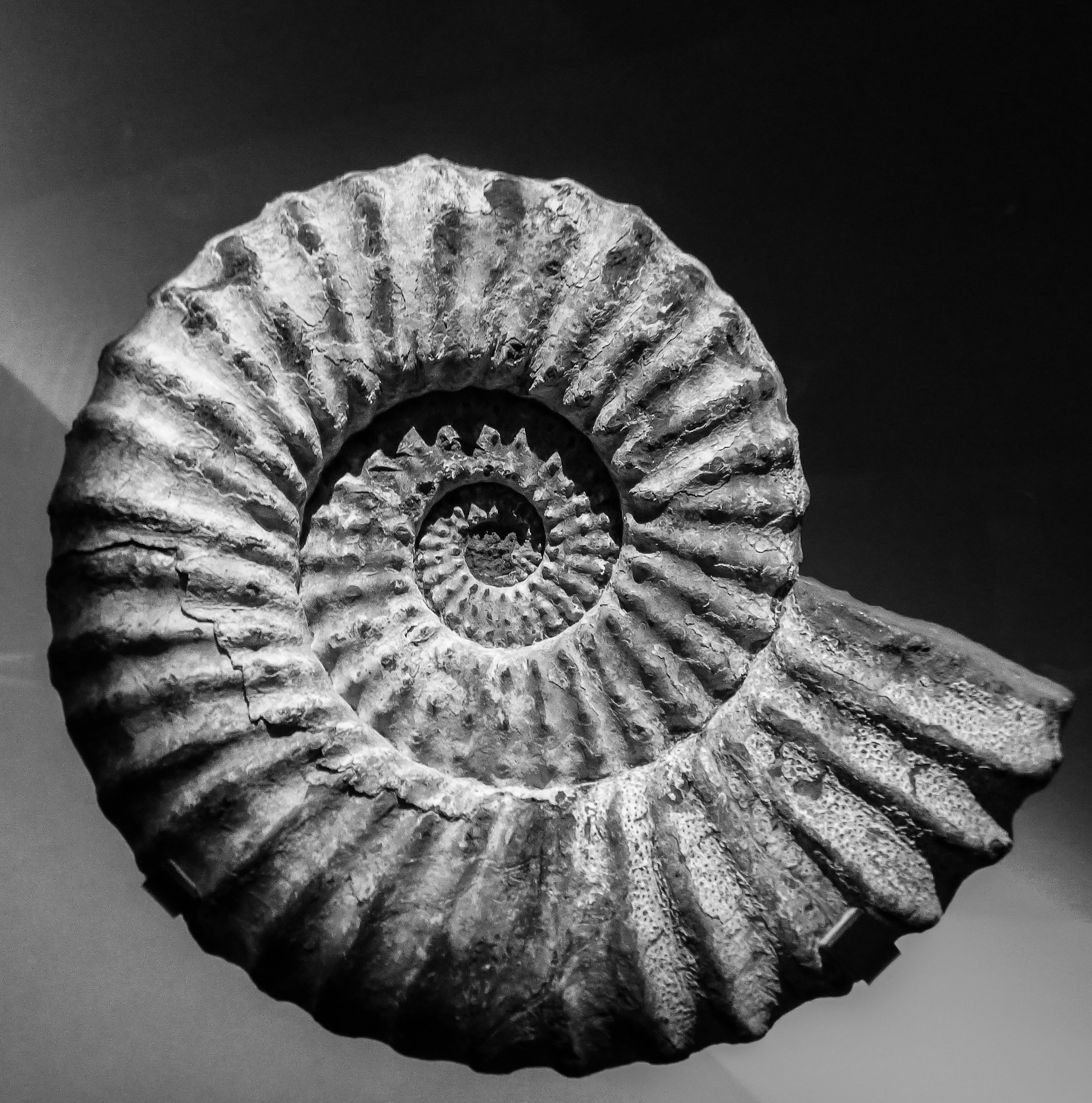 Black and white photo of a fossilized ammonite shell showing detailed ridges and spiral shape.