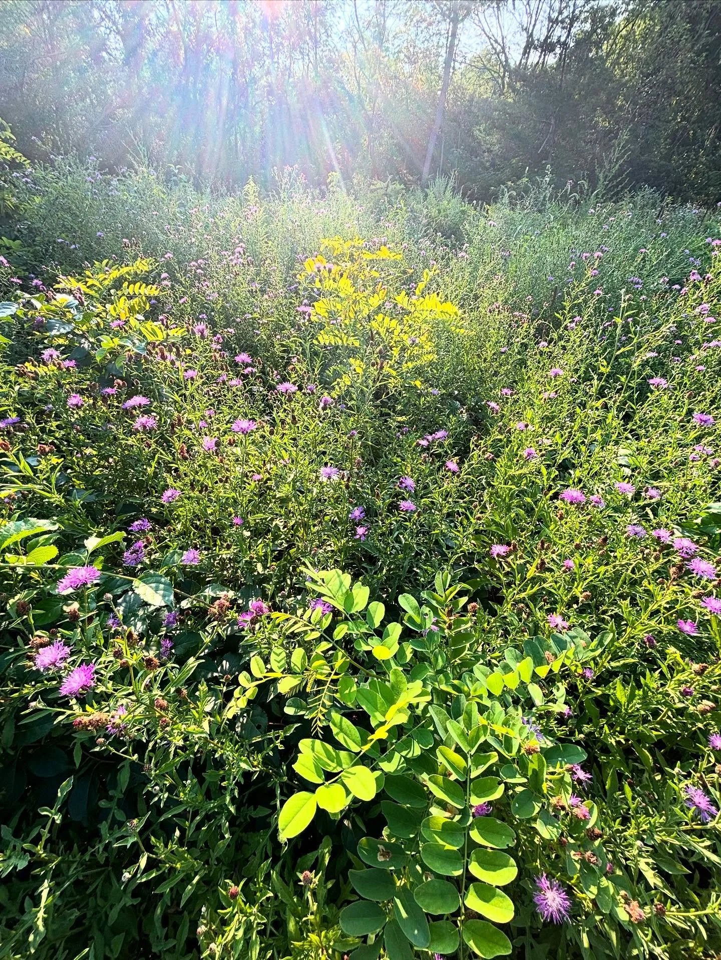 ✨🌿💚🌿✨