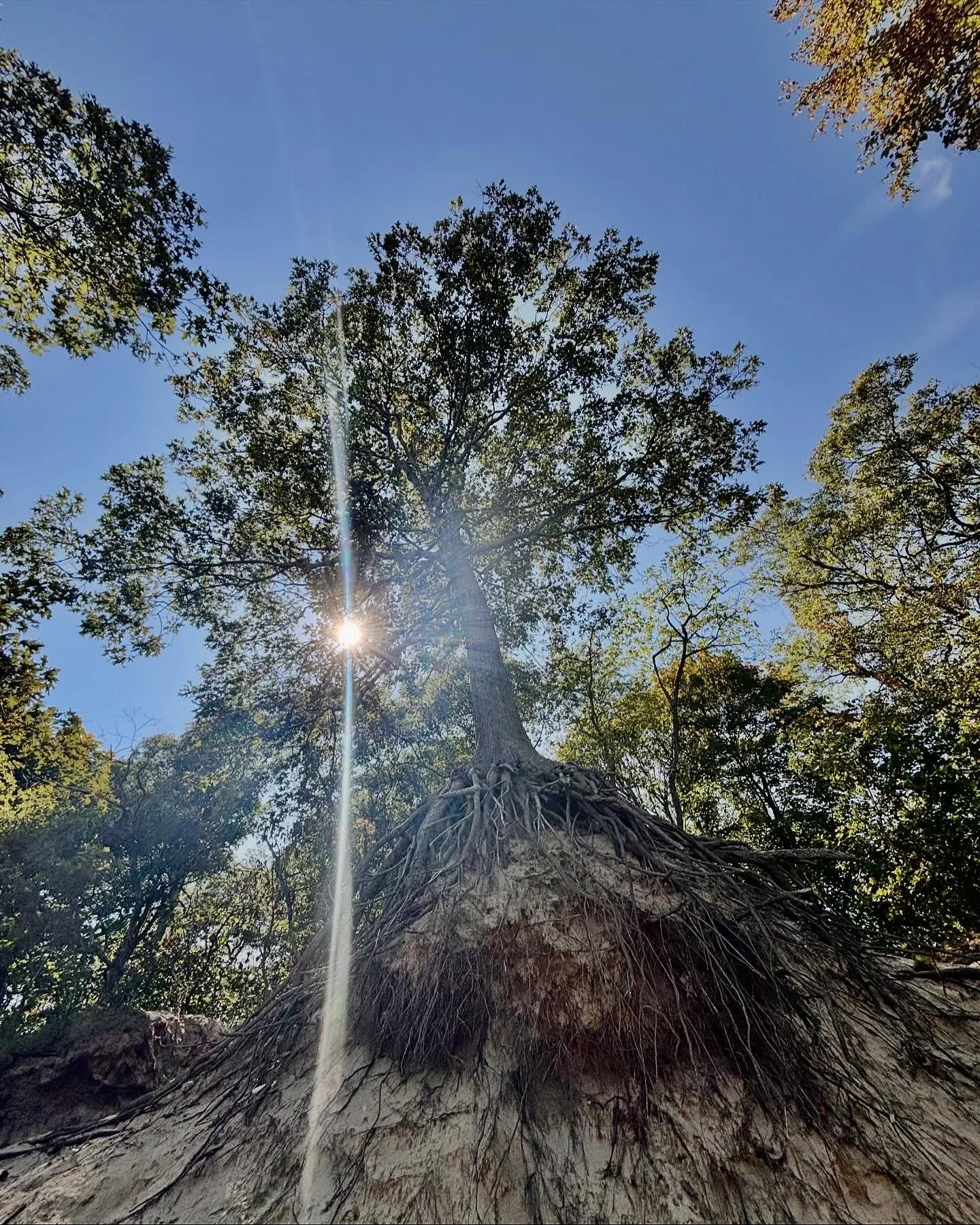 Love seeing trees in real life that remind me of my paintings 😍🌳✨.
🌿
🌿
🌿
#natureinspiredart #sacredgeometryart #spiralcanvas #weekendmagic #treeoflife