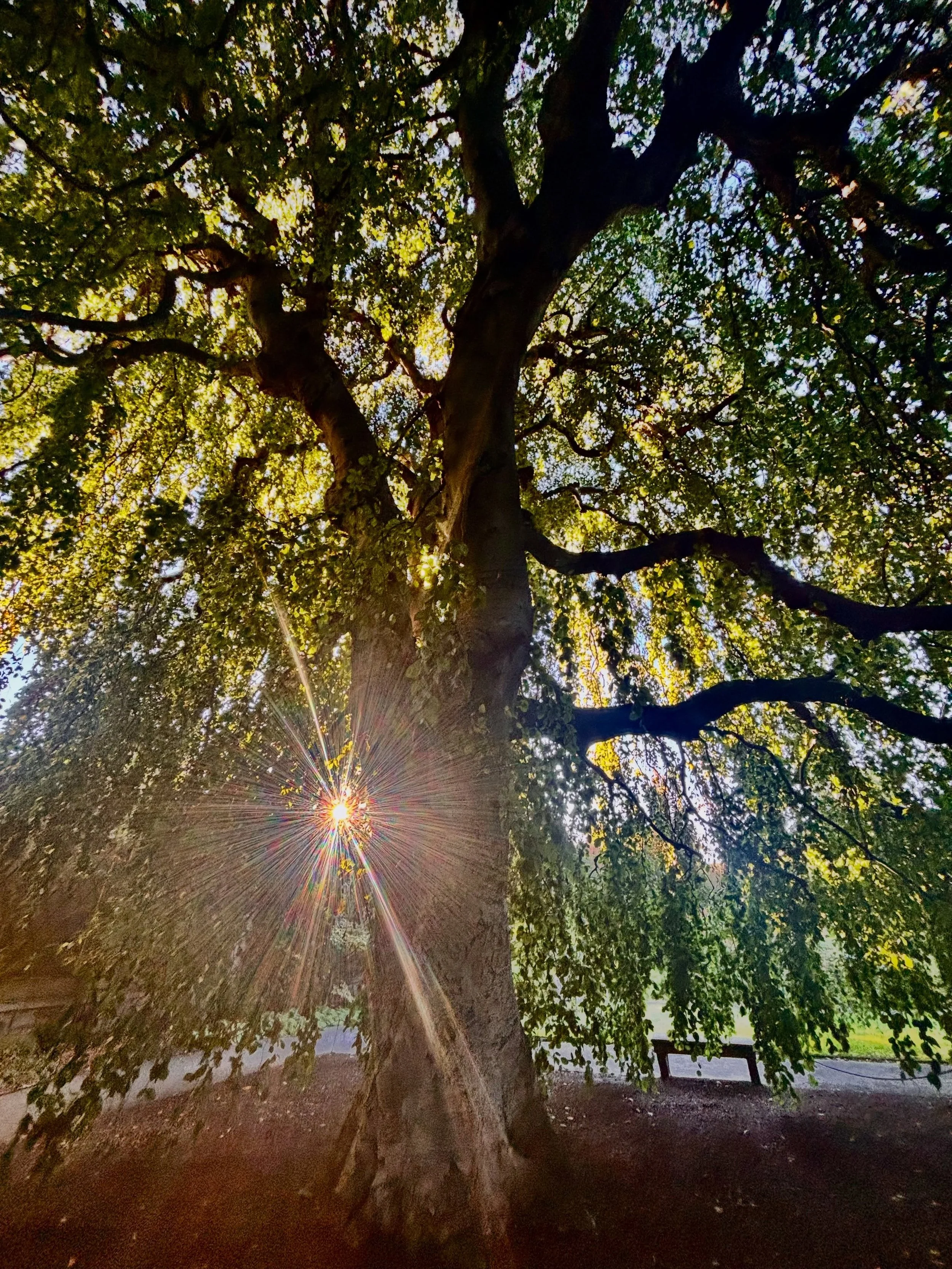 ✨💚✨.
#inspiration #Komorebi #SunlightThroughTrees #LightThroughLeaves