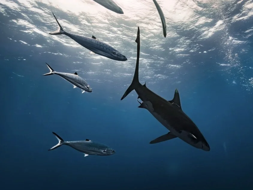 Convention preGAME: NextGen Career Mentor Matchmaking & Pitching Competition Workshop