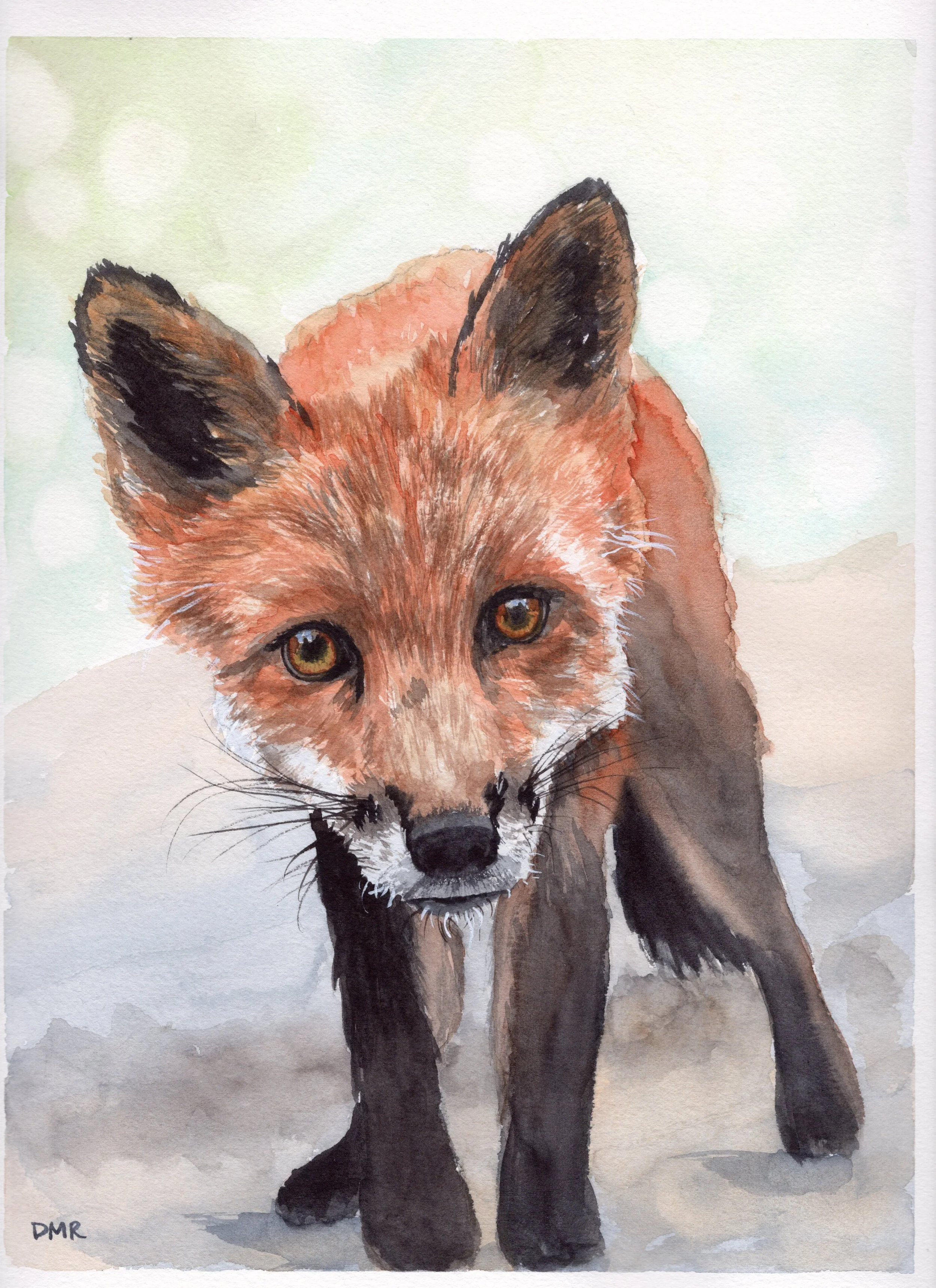 Red fox.jpg