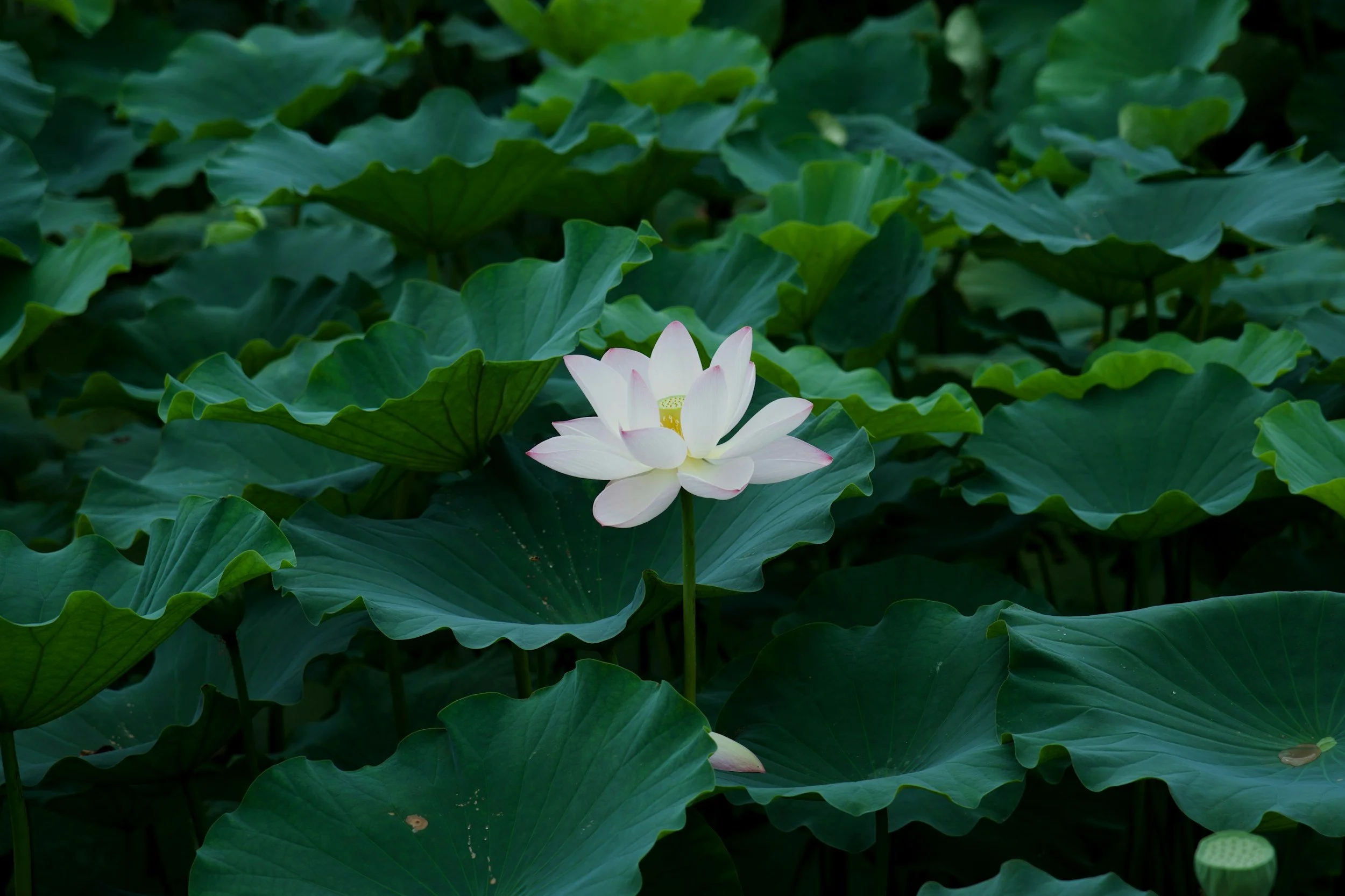 Prana Wellness Retreat