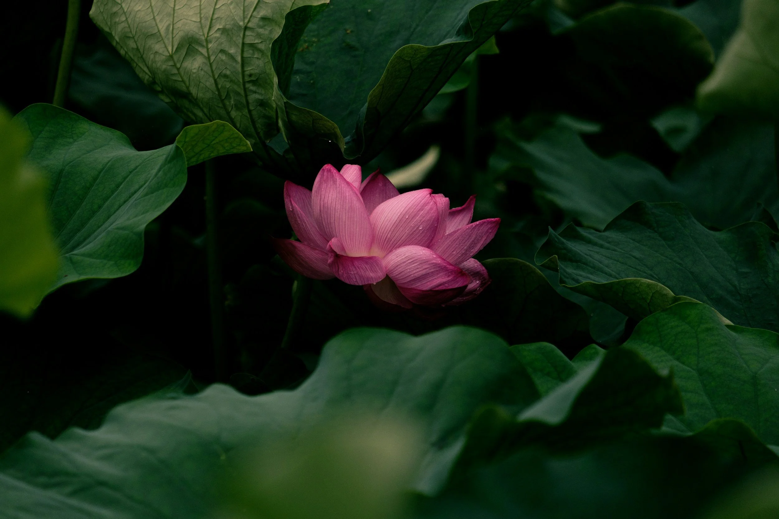 A pink water lily flower surrounded by large green leaves.