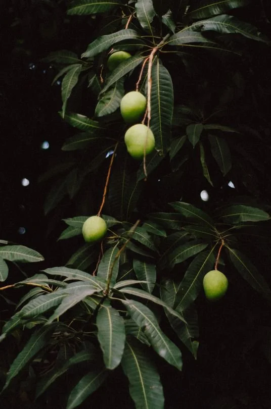 What Is a Dosha, Really?