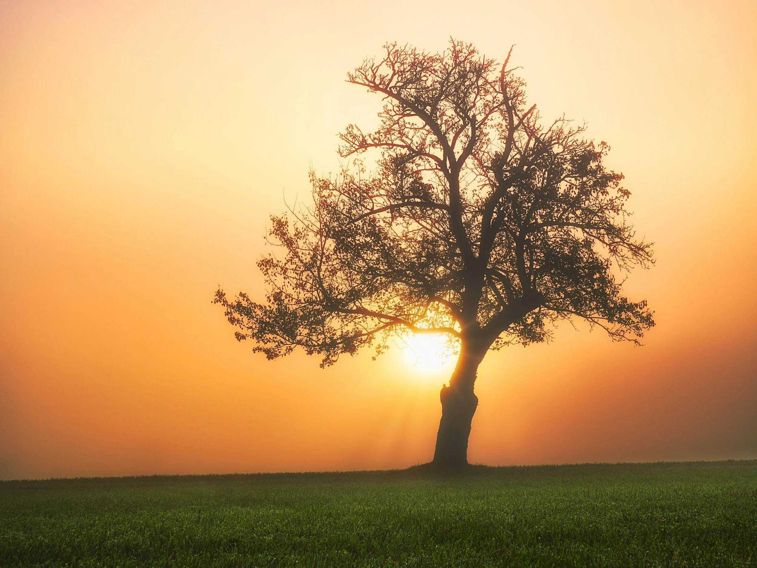 A solitary tree with bare branches stands in a field during sunset, with the sun partially obscured by the tree, creating a warm glowing sky.
