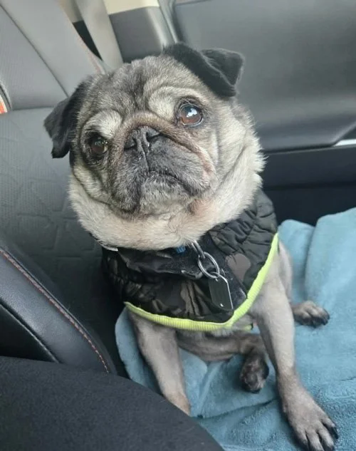 Daisy - Project Manager