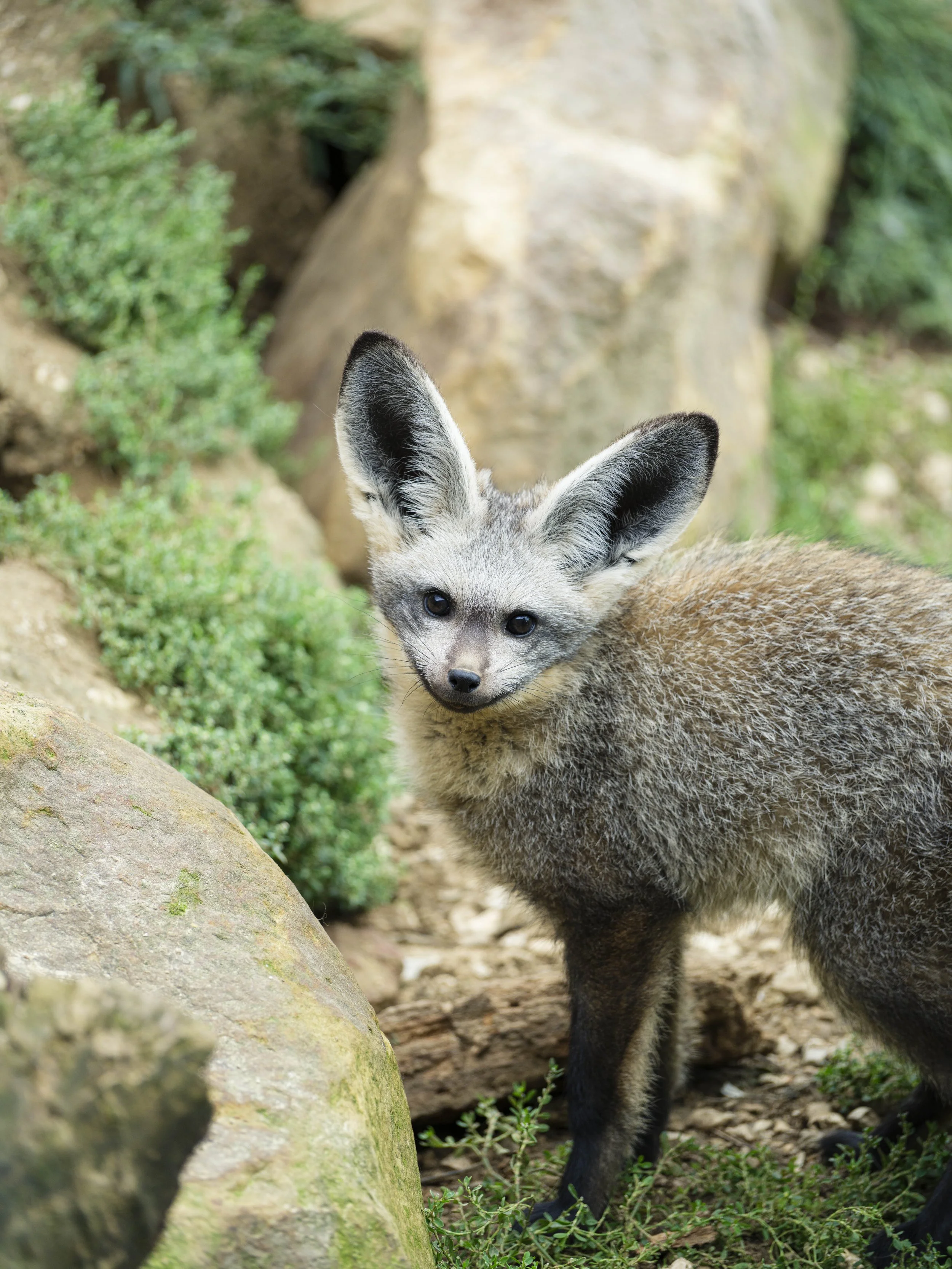 A bat-eared fox standing among rocks and low vegetation, looking directly at the camera in soft natural daylight with shallow depth of field.