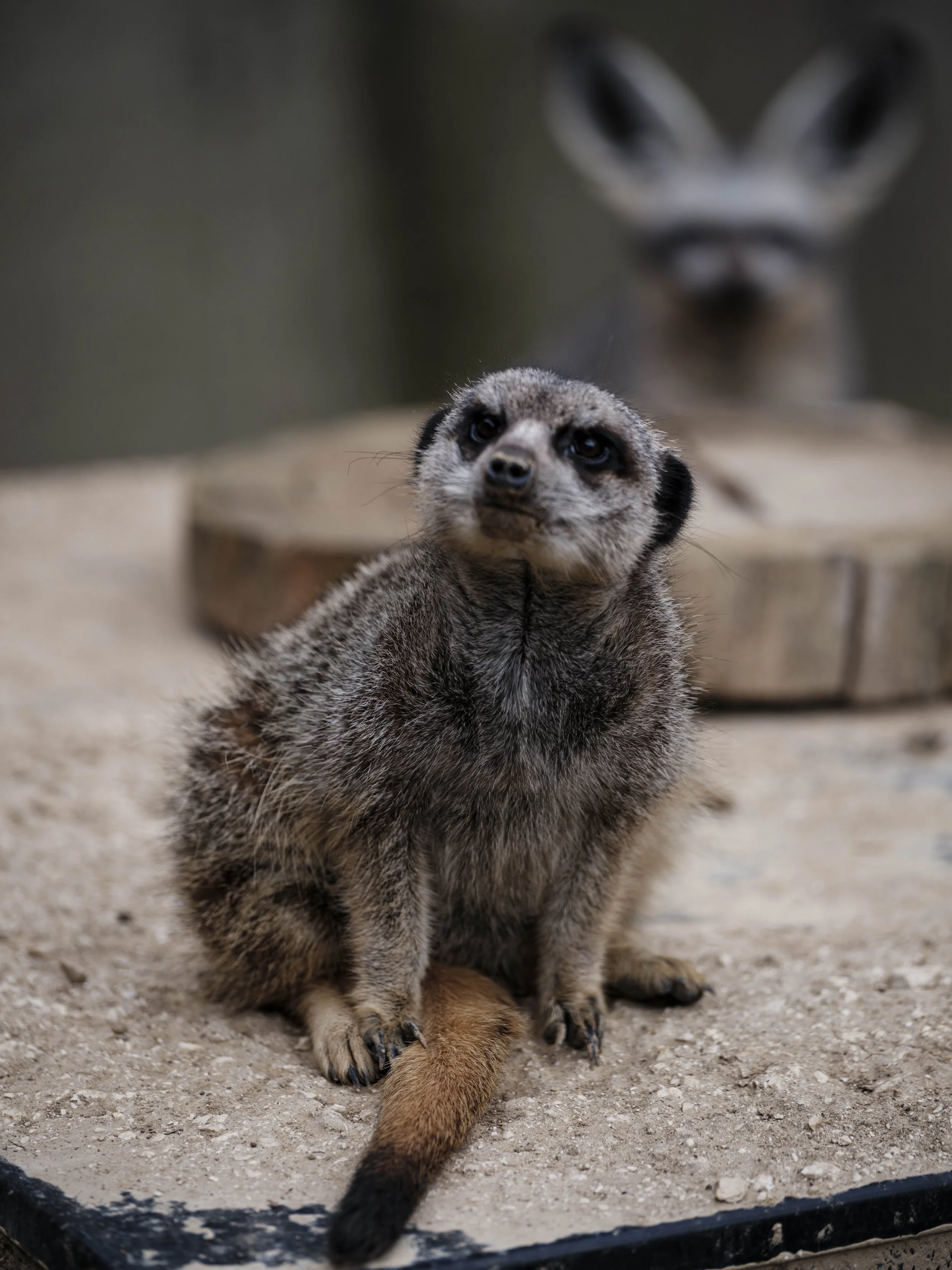 A small mongoose sitting upright on sandy ground, looking slightly upward, with soft neutral tones and a blurred bat-eared fox in the background.