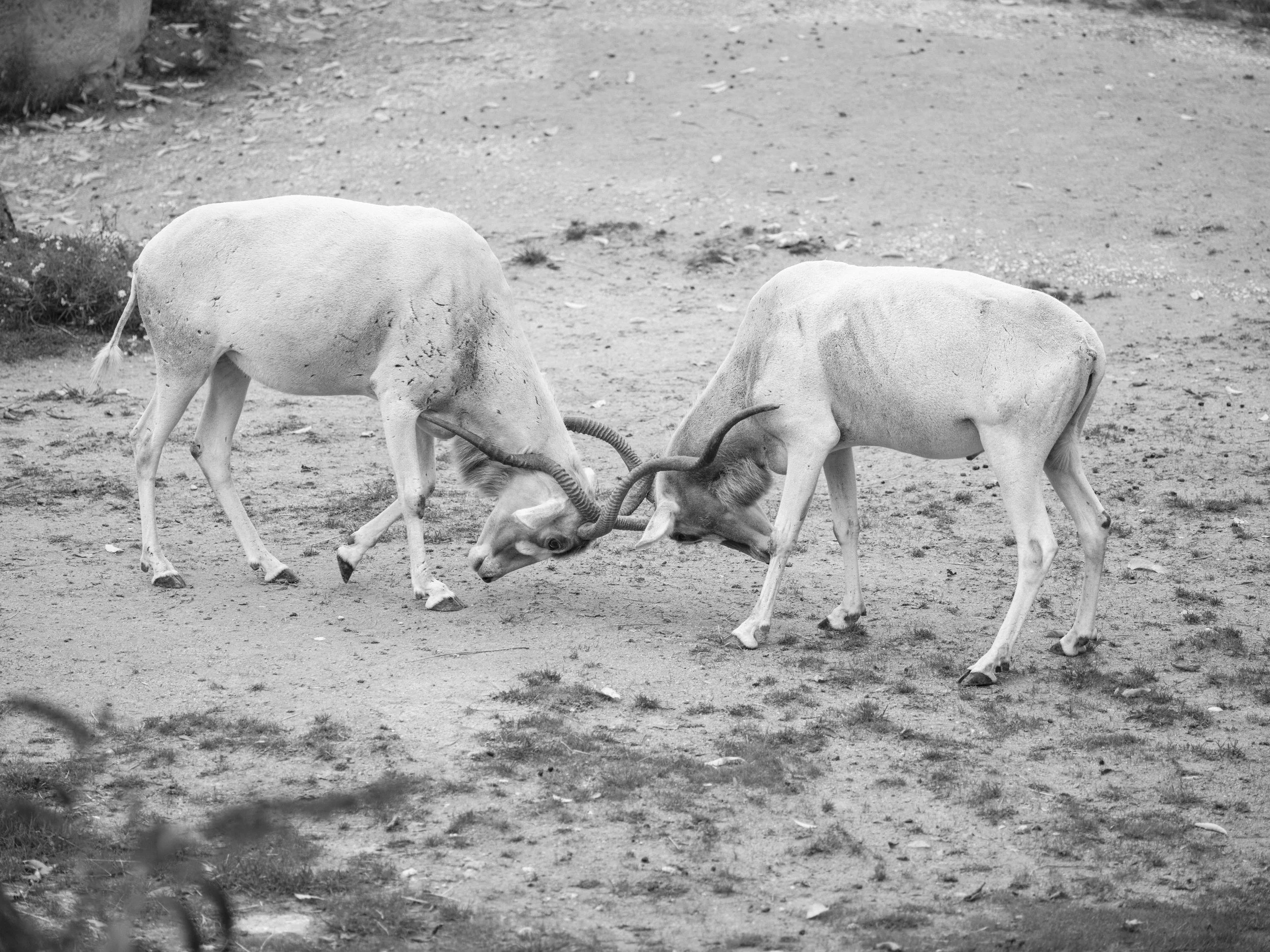 Two antelopes locking horns during a territorial fight, captured in black and white on open ground with strong contrast and natural light.