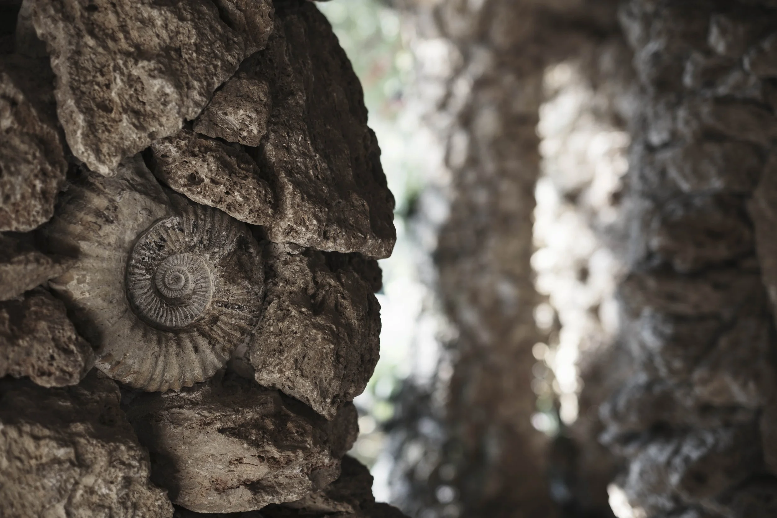 A fossil embedded in a stone wall, where deep time quietly becomes part of a human structure.