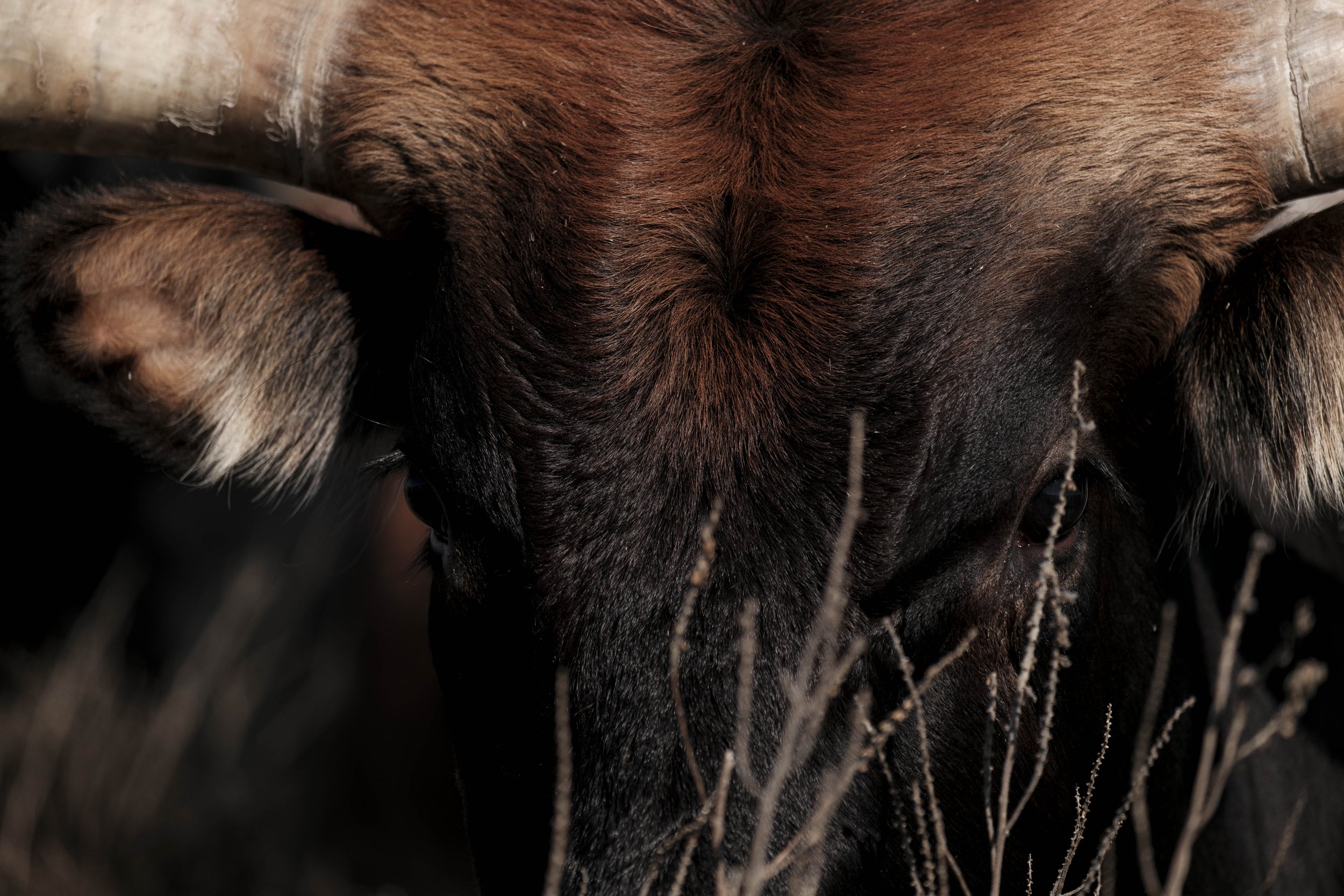 Close-up portrait of a bison emerging from tall grass, captured in dramatic natural light with a dark, moody background.