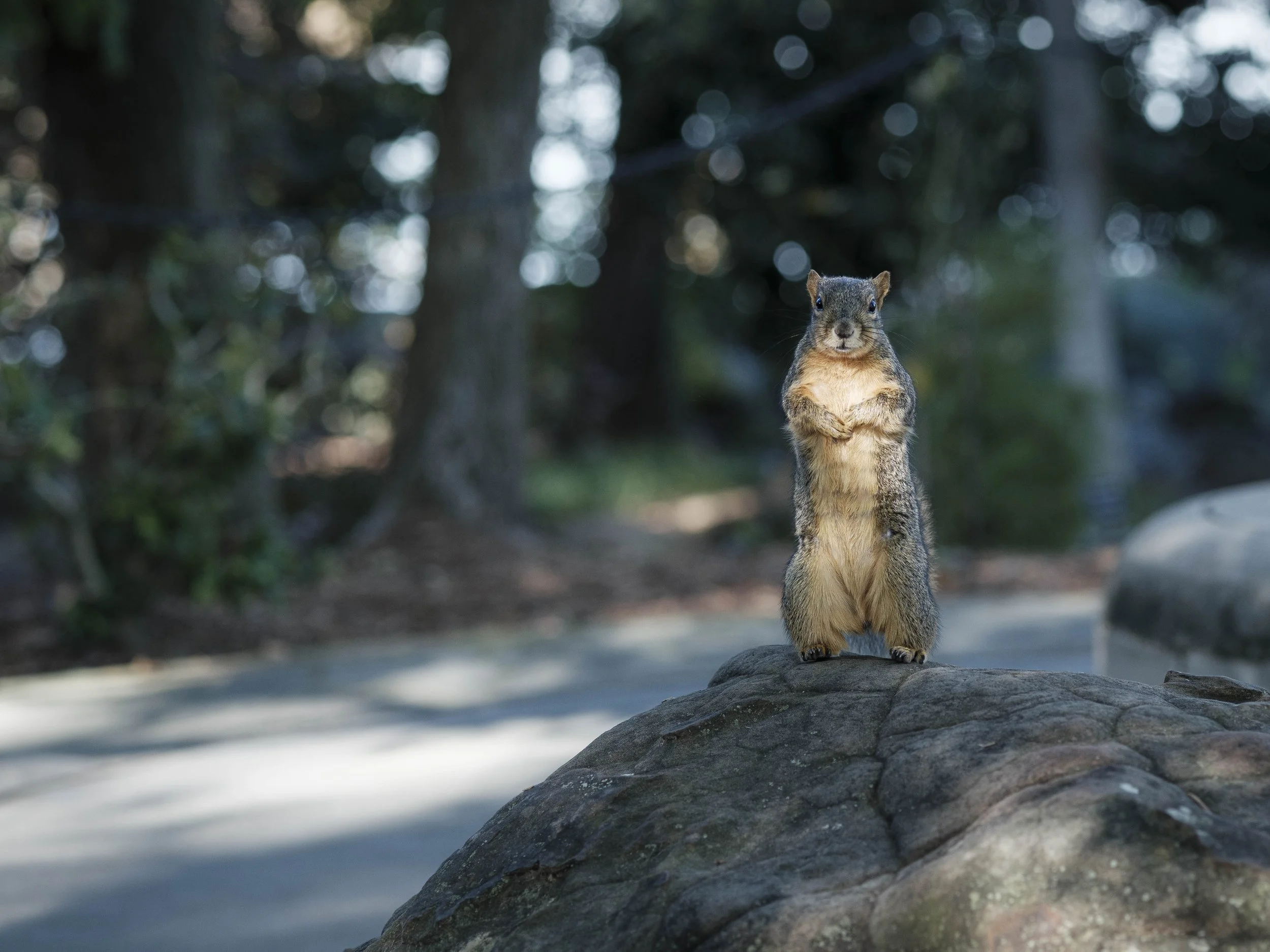 A squirrel standing upright on a rock, pausing in stillness as light separates it from the surrounding forest.