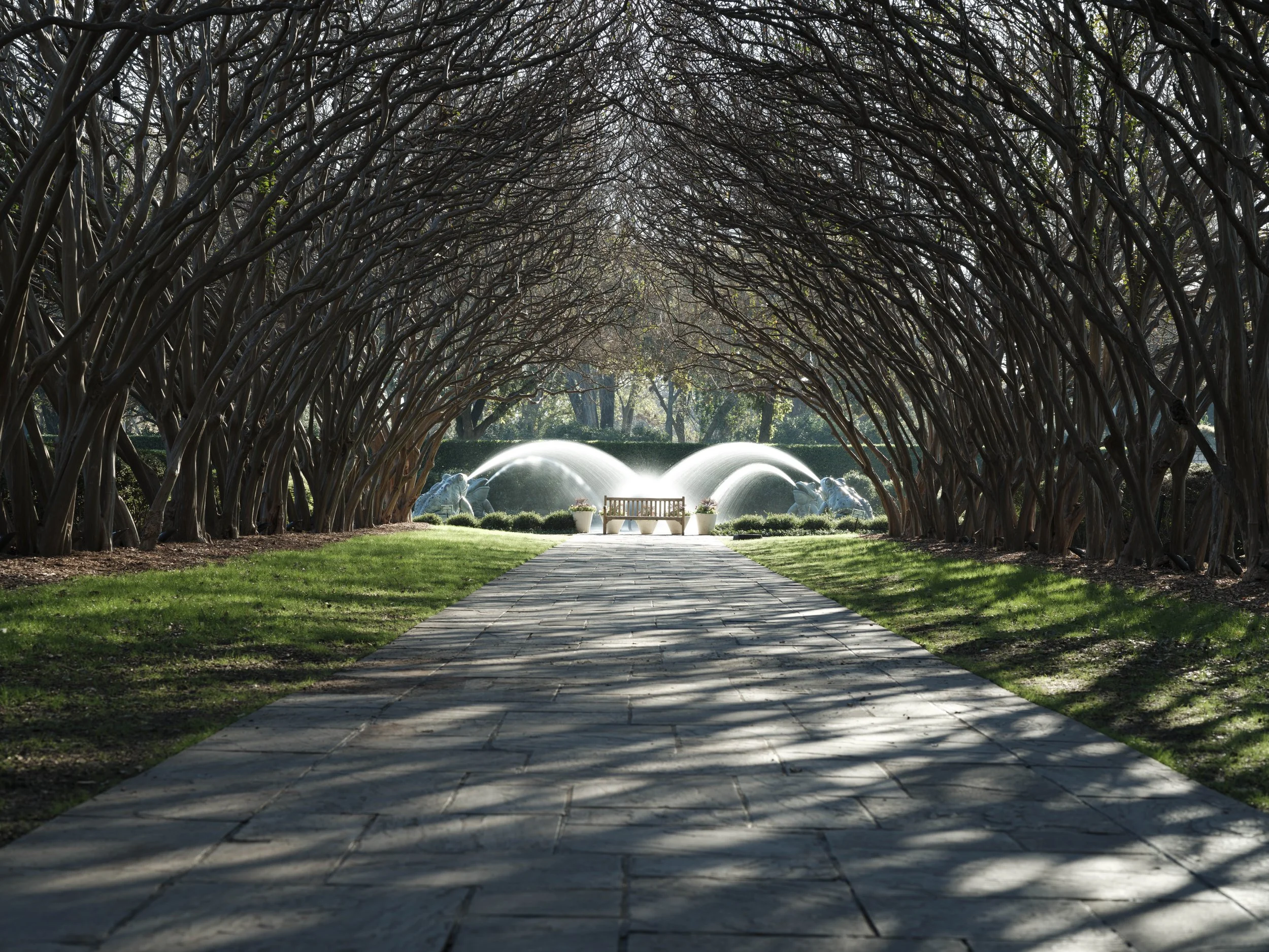 A quiet path framed by intertwined branches, leading toward a bench where water and light meet in stillness.