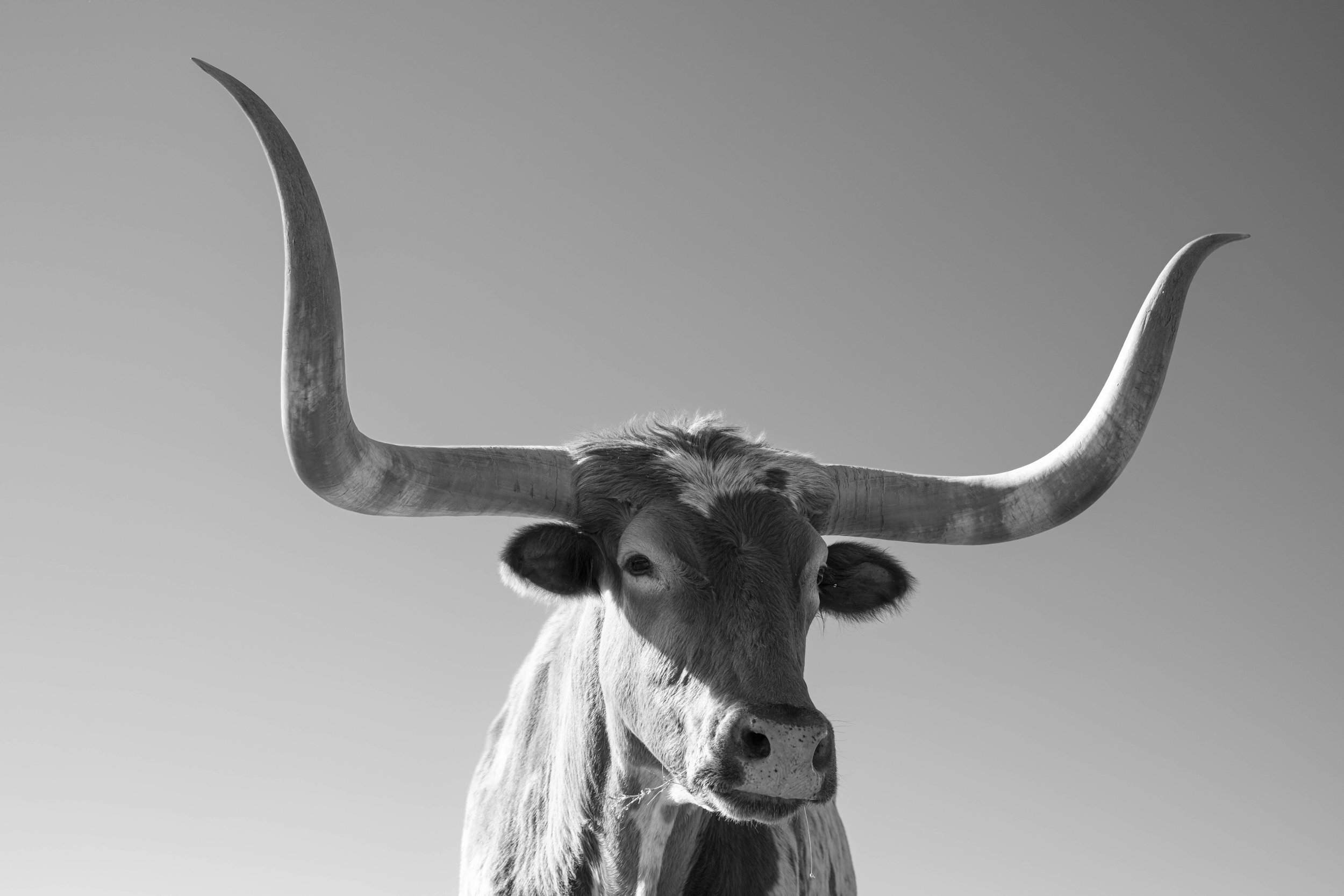 Black and white portrait of a longhorn cattle facing the camera, emphasizing symmetry, horns, and minimal background.