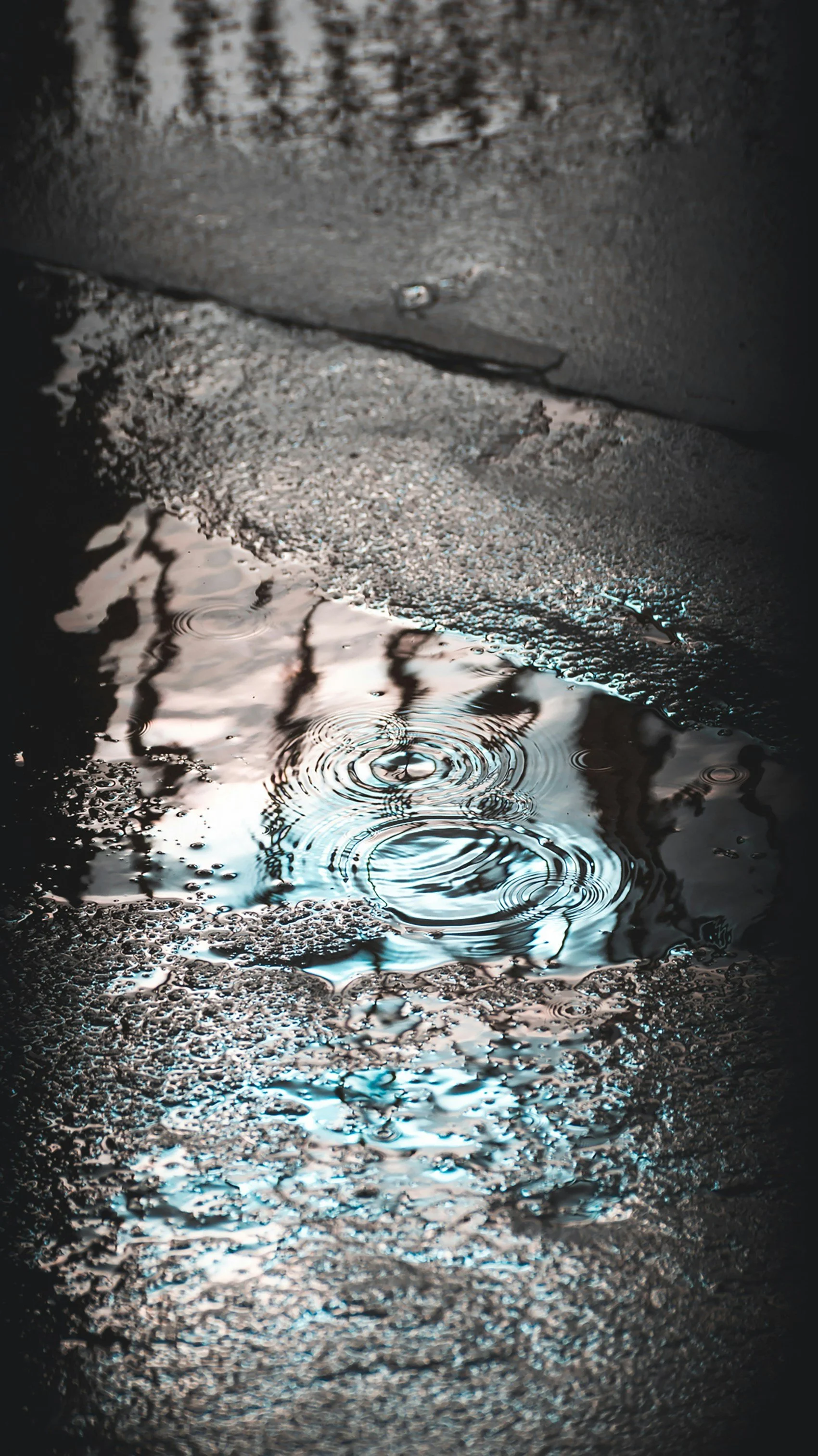 Rain puddle on dark pavement reflecting sky and bare trees, rings spreading across the surface