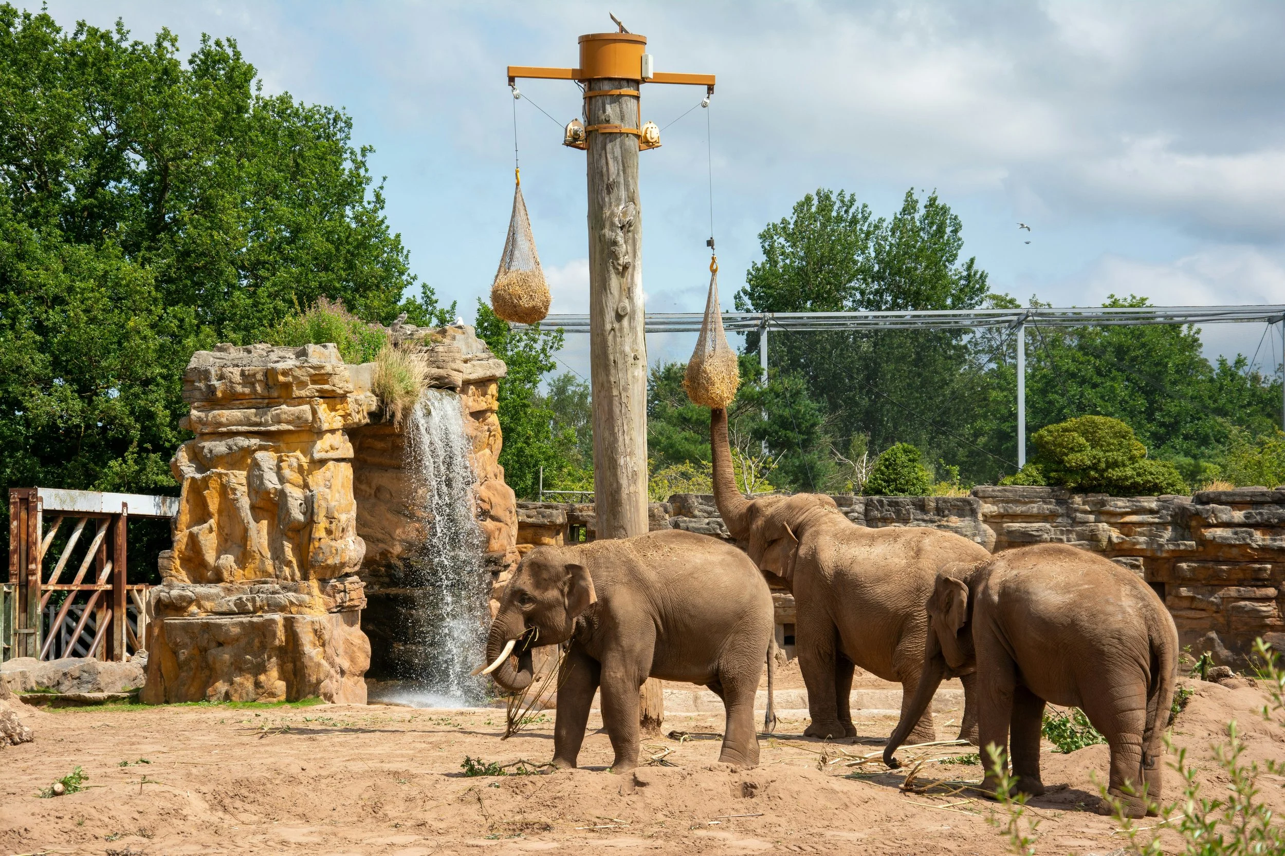 Three elephants in a zoo habitat reaching toward hay bundled in nets and winched high on a pulley pole